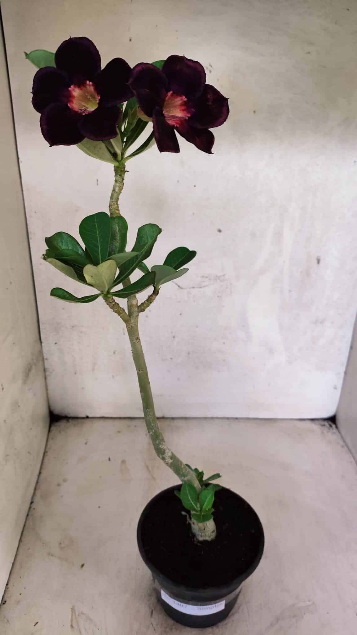 Planta Simples 3407 – 30cm – 02 anos - foto 2