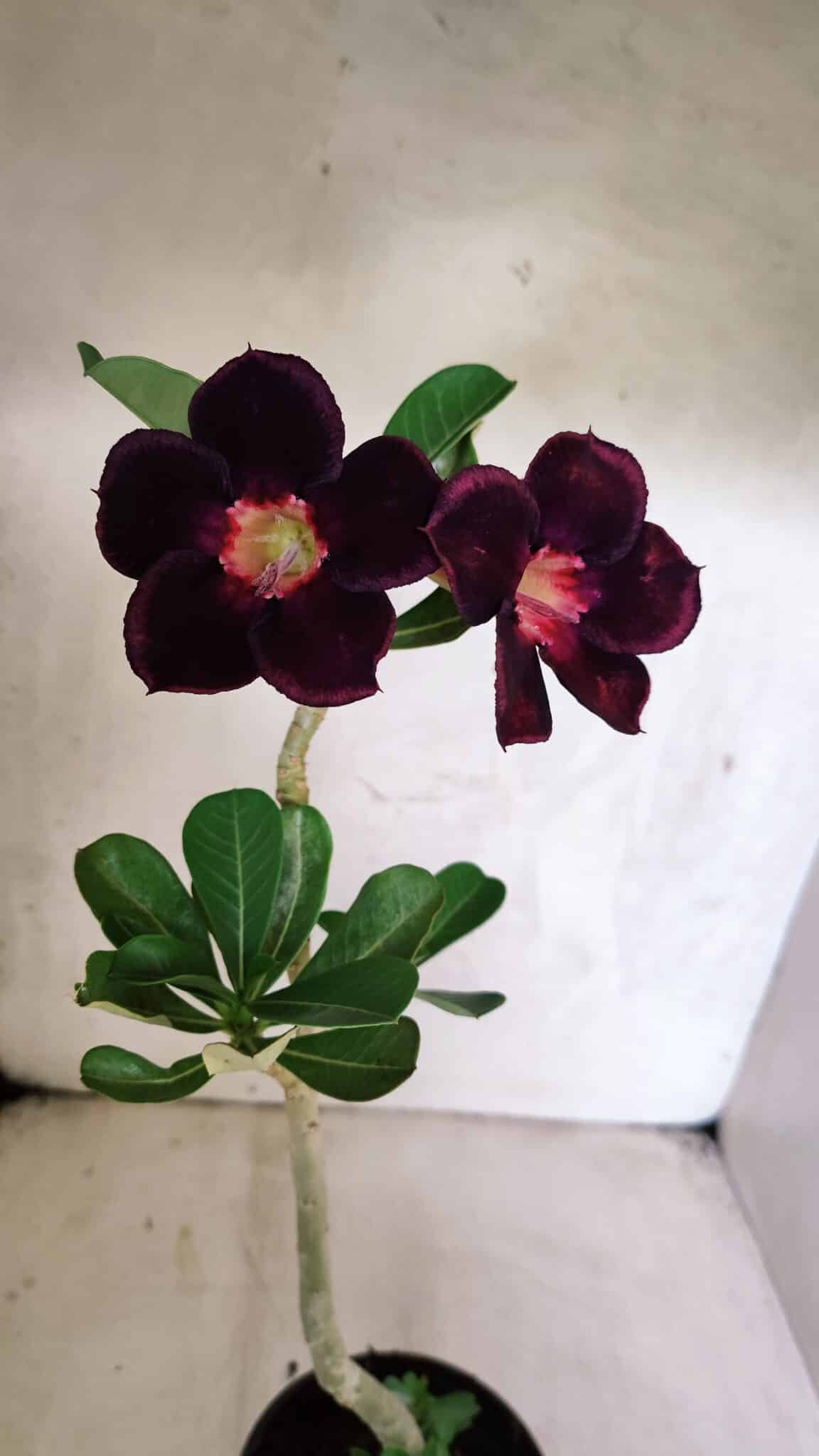 Planta Simples 3407 – 30cm – 02 anos - foto 3