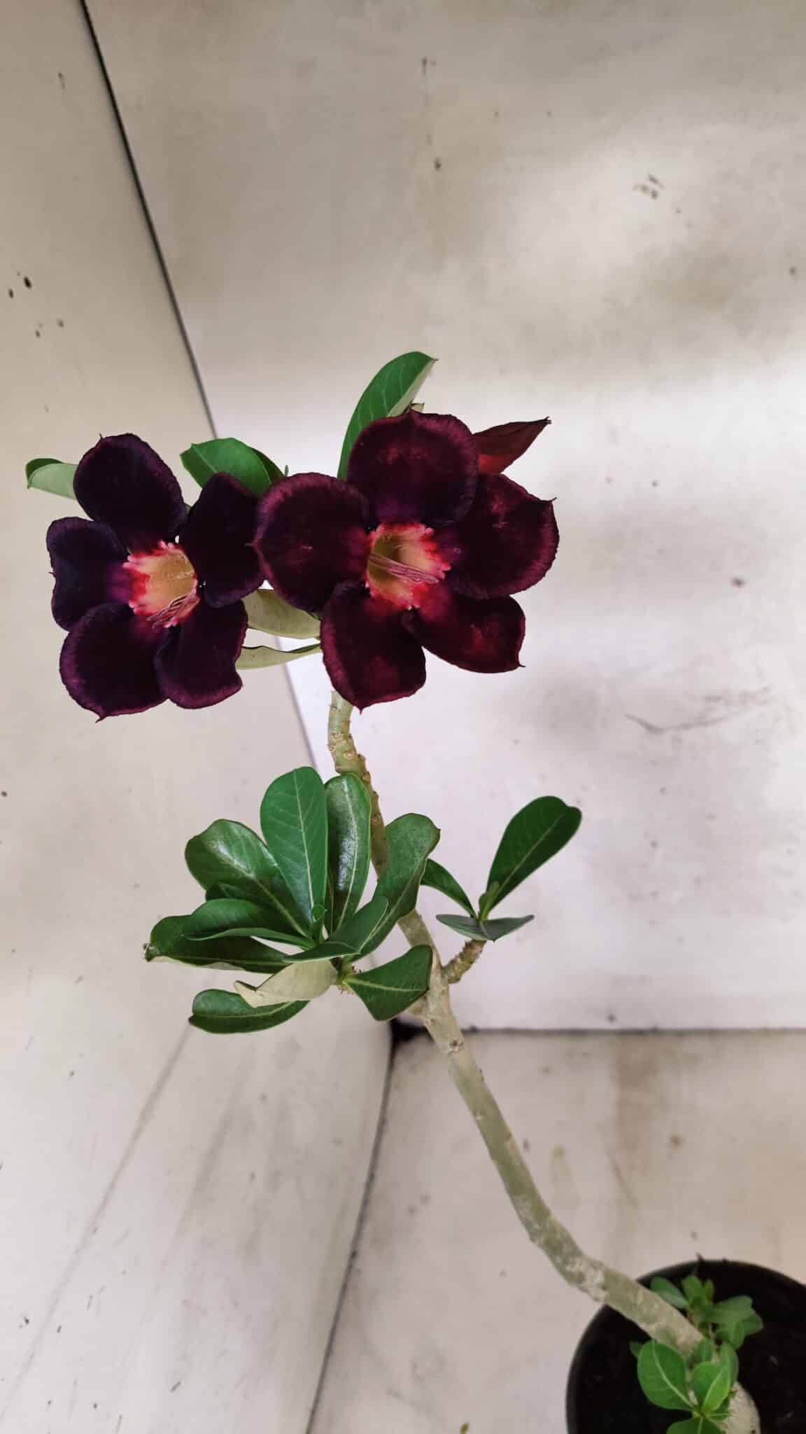 Planta Simples 3407 – 30cm – 02 anos - foto 5