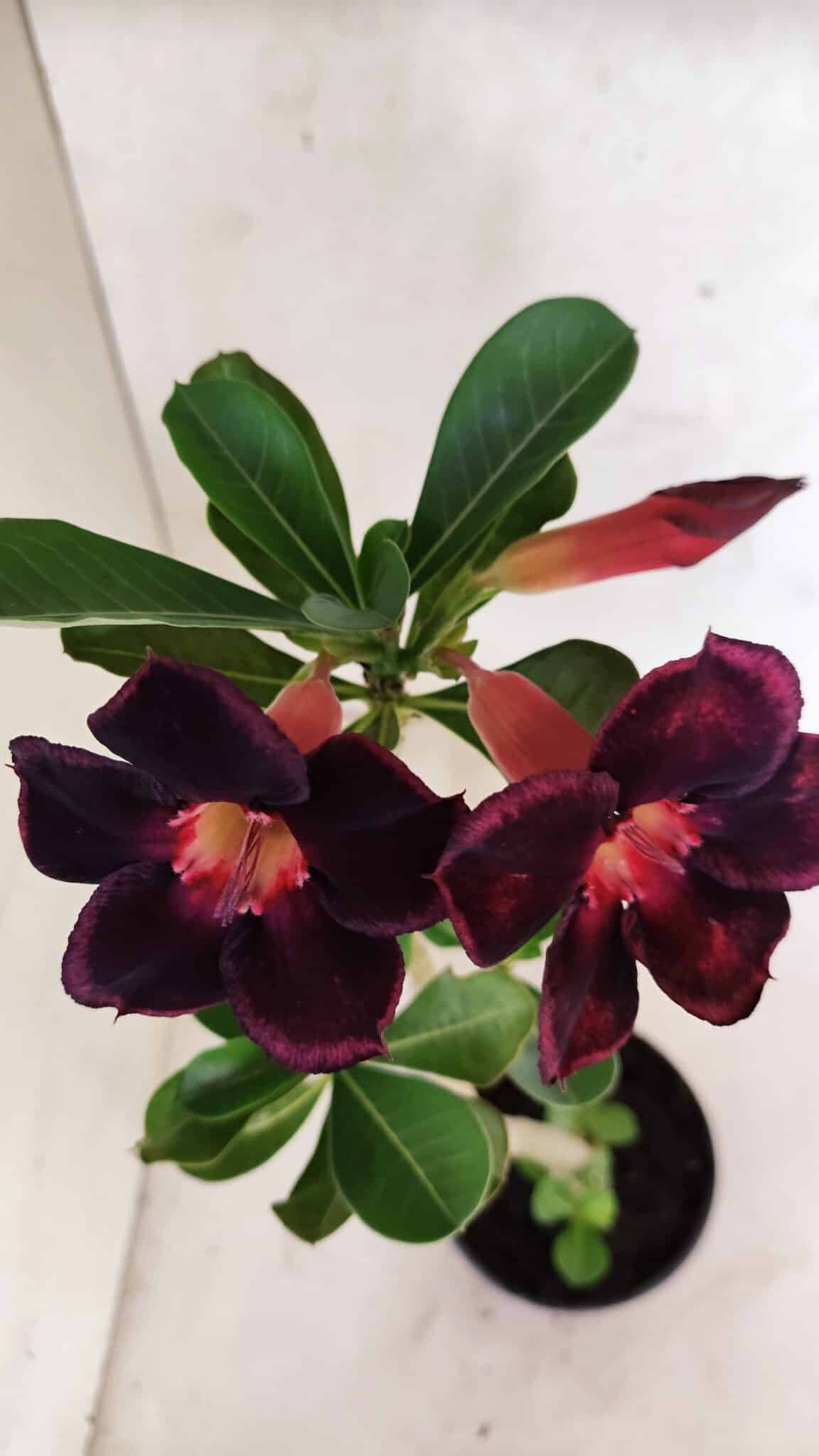Planta Simples 3407 – 30cm – 02 anos - foto 4