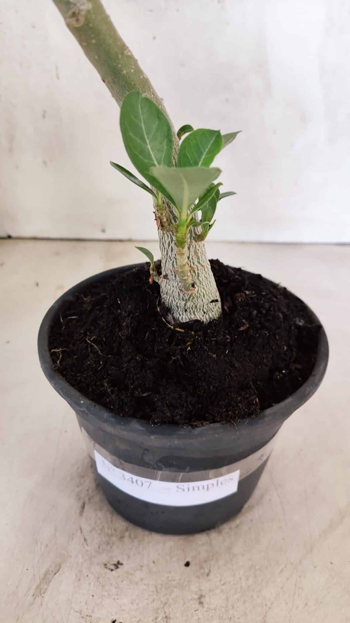 Planta Simples 3407 – 30cm – 02 anos - foto 7