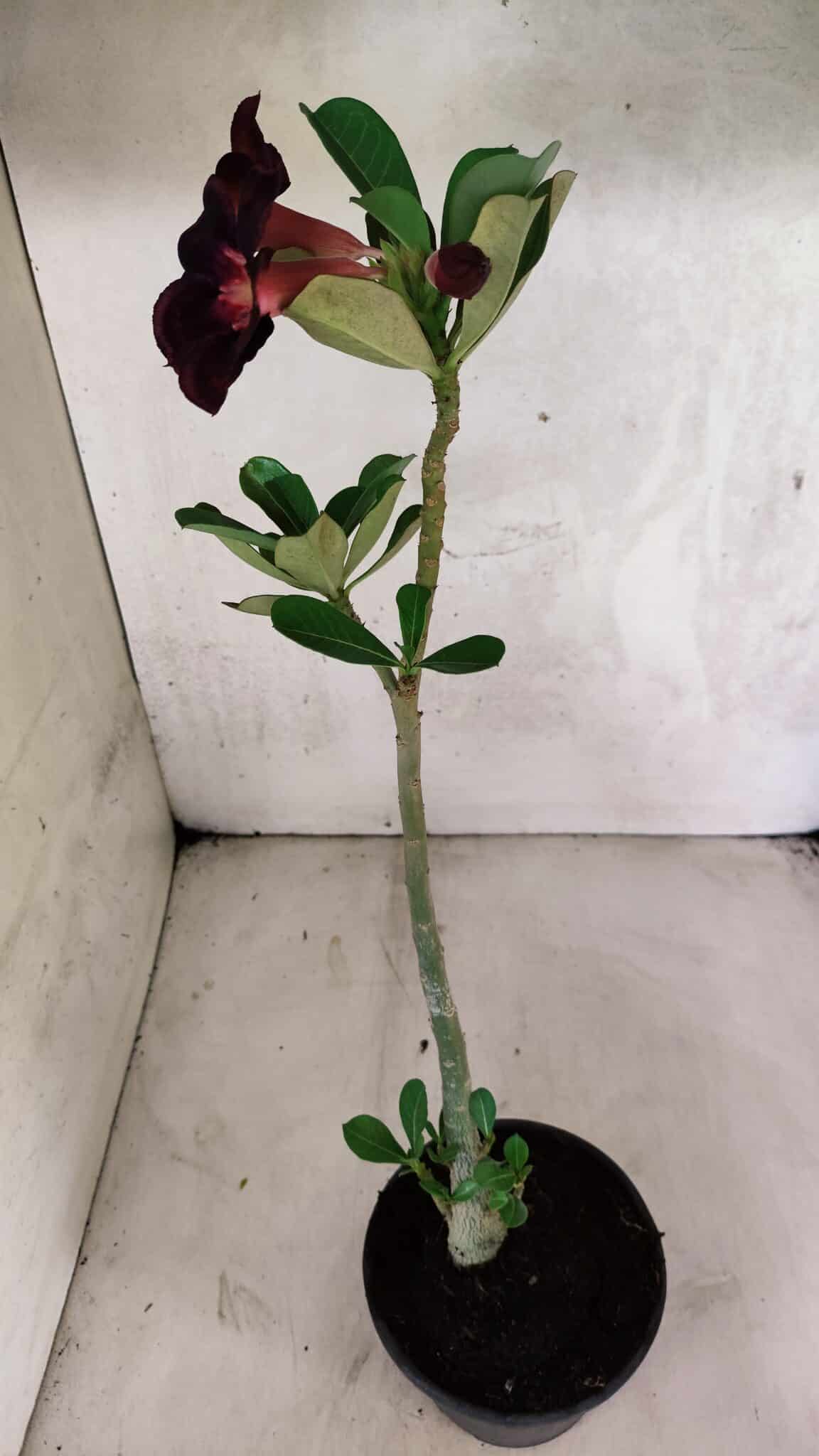 Planta Simples 3407 – 30cm – 02 anos - foto 6