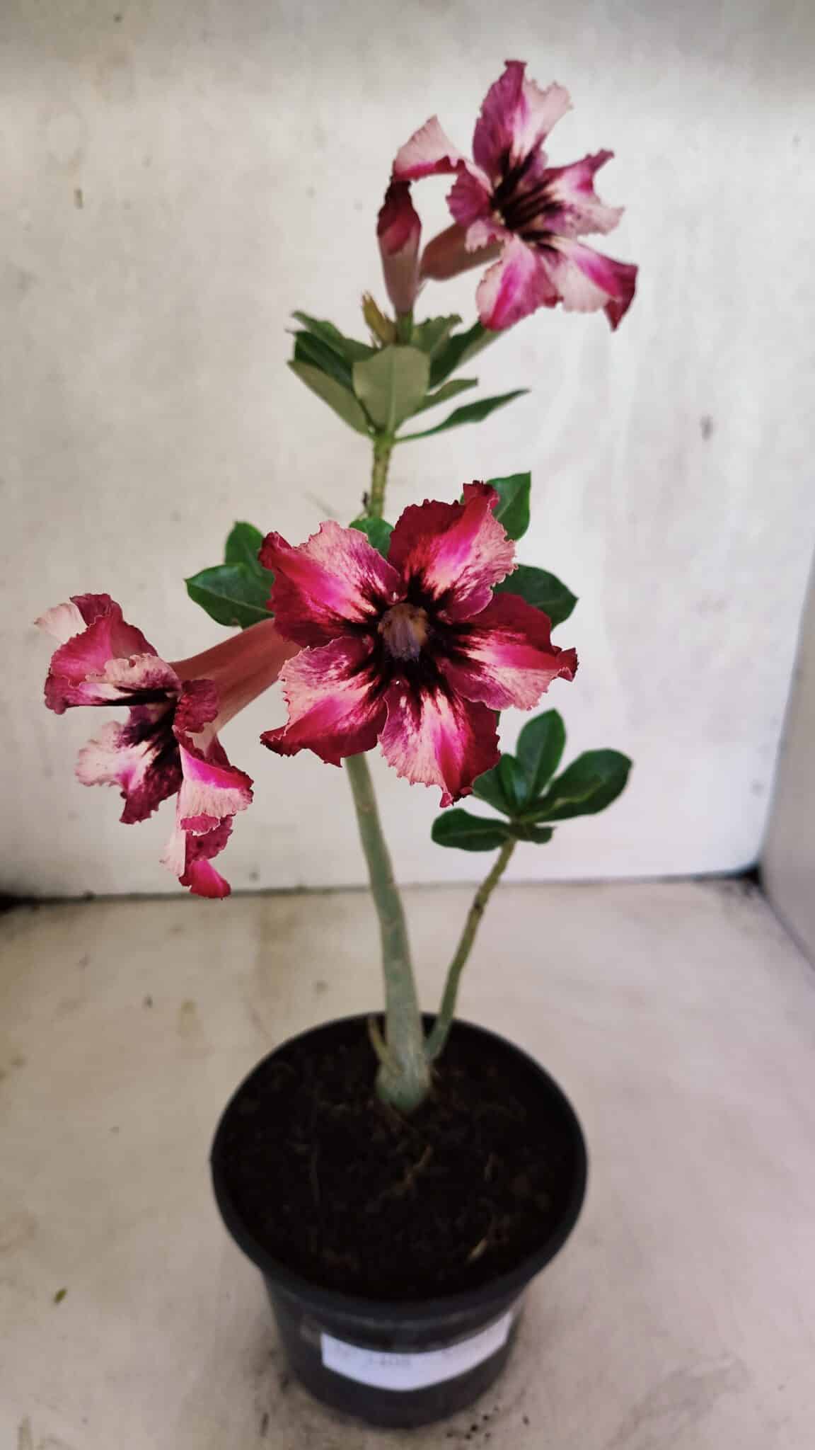 Planta Simples 3408 – 30cm – 02 anos - foto 2