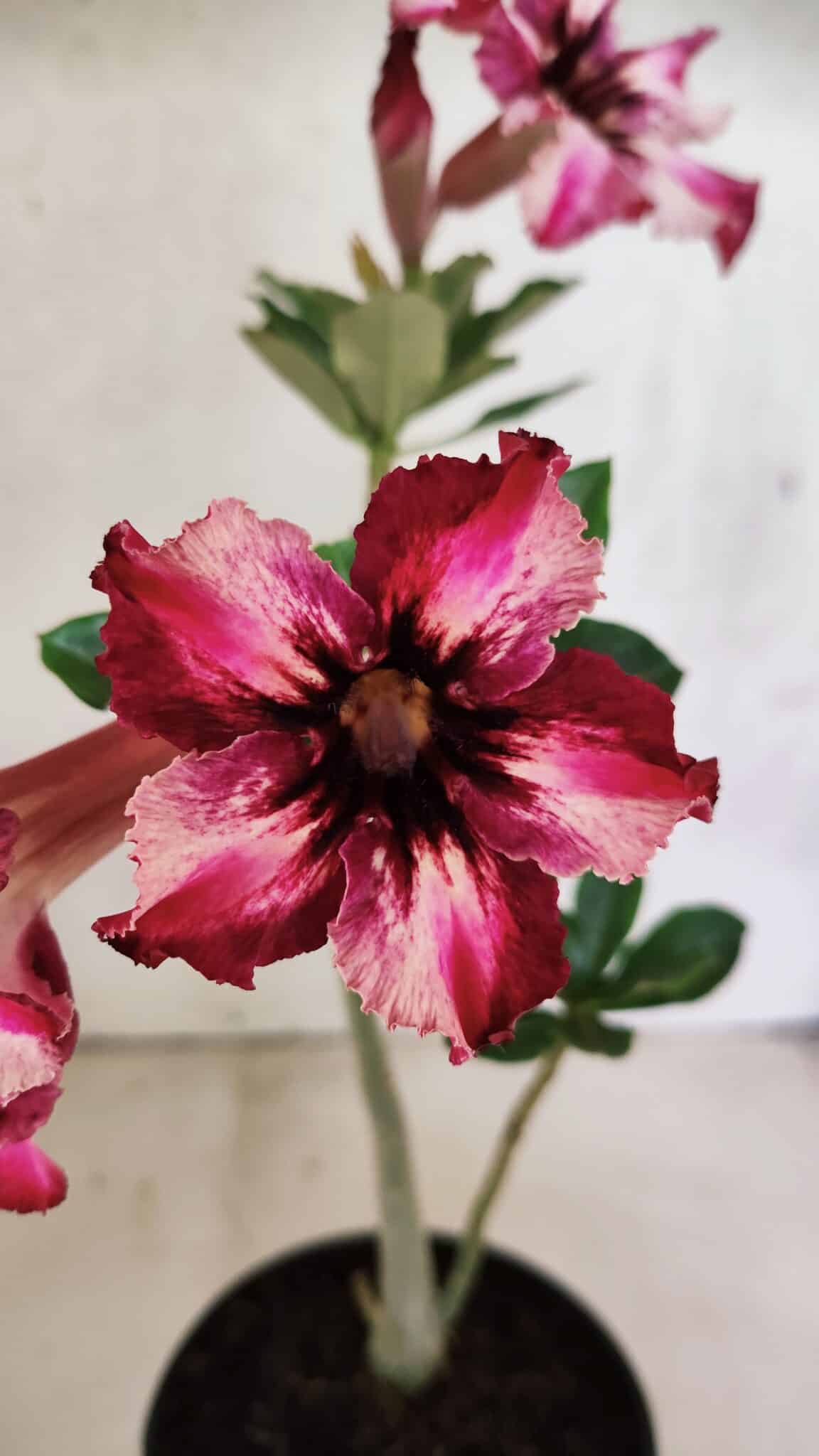Planta Simples 3408 – 30cm – 02 anos - foto 3