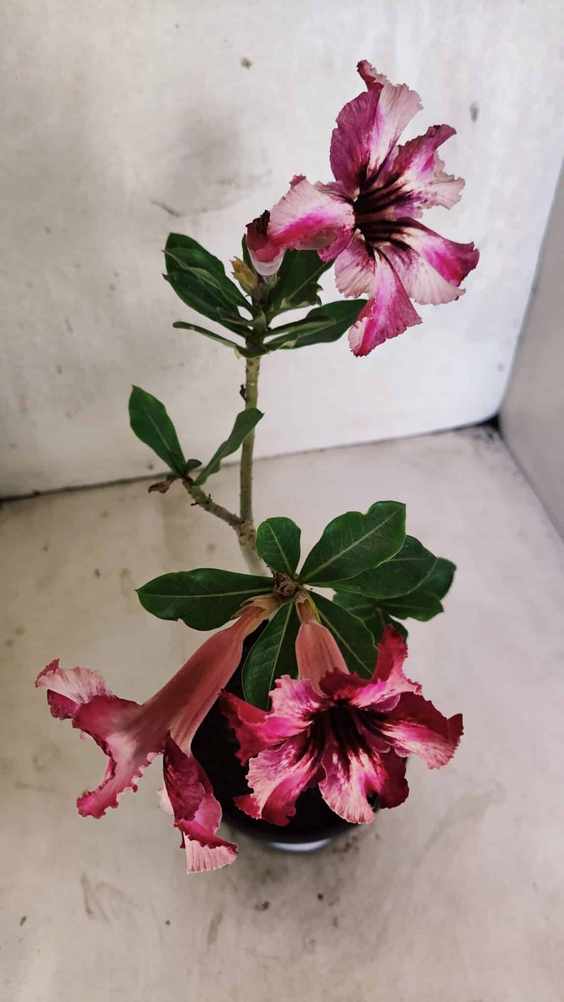 Planta Simples 3408 – 30cm – 02 anos - foto 4