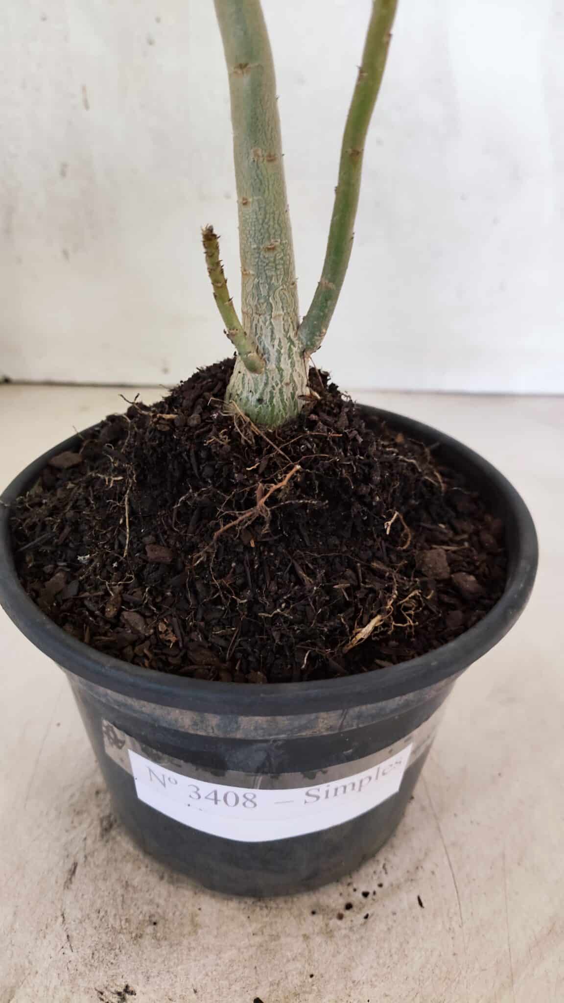 Planta Simples 3408 – 30cm – 02 anos - foto 6