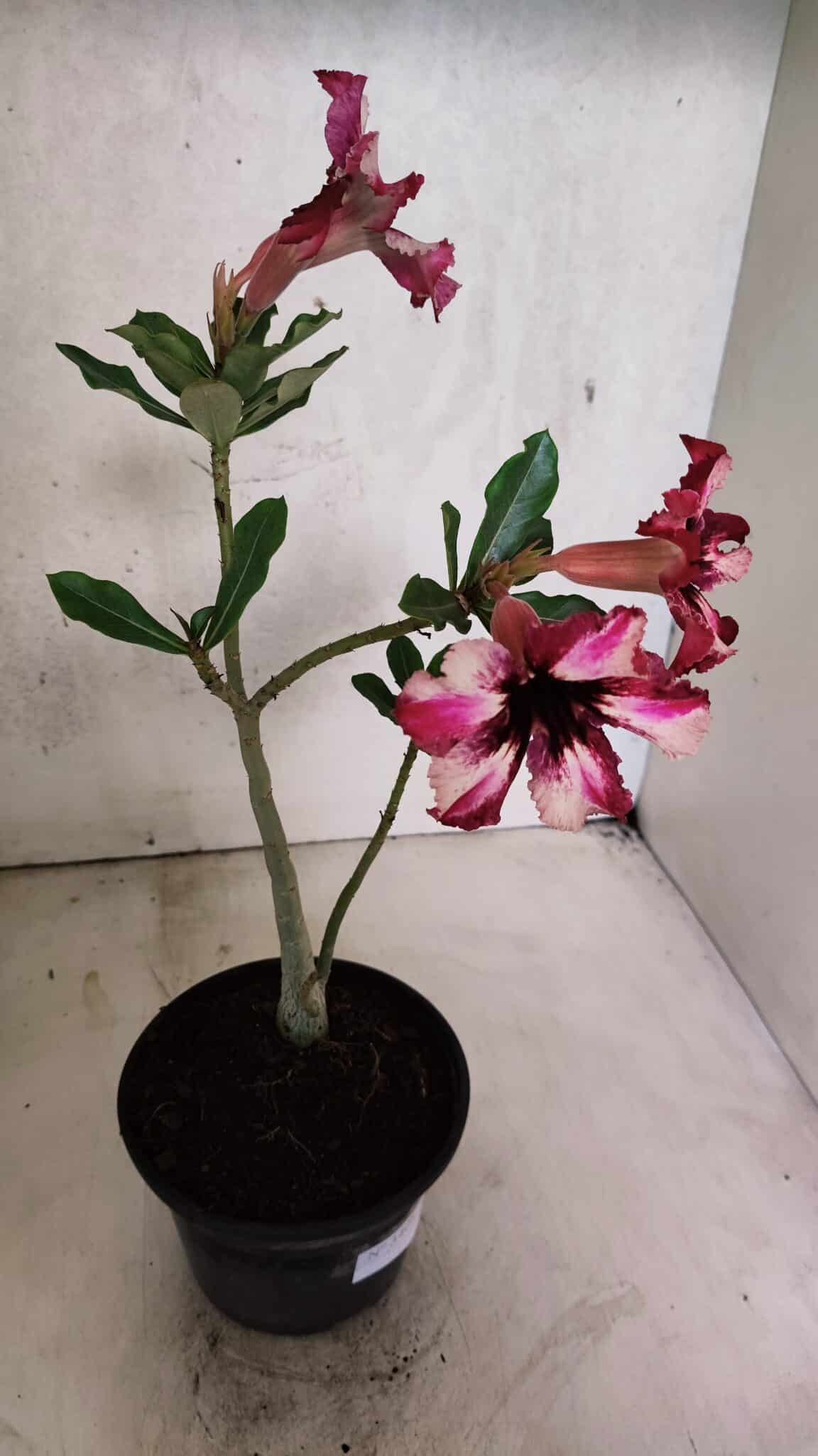 Planta Simples 3408 – 30cm – 02 anos - foto 5
