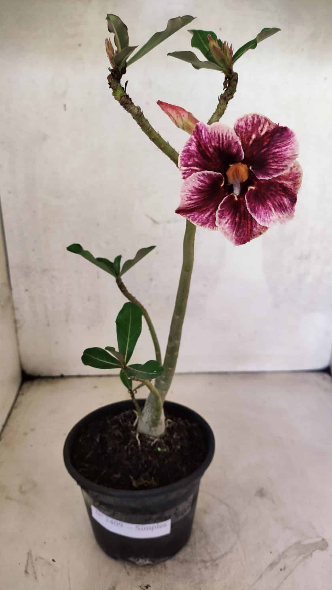 Planta Simples 3409 – 30cm – 02 anos - imagem 2
