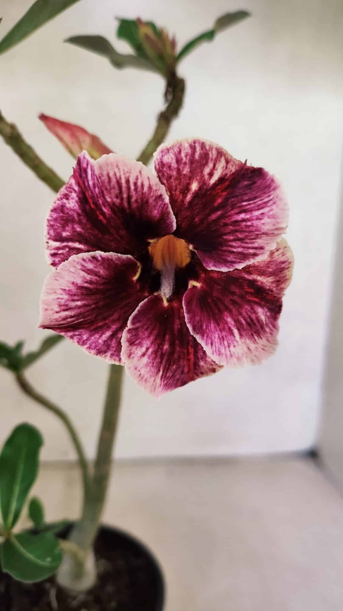 Planta Simples 3409 – 30cm – 02 anos - imagem 3