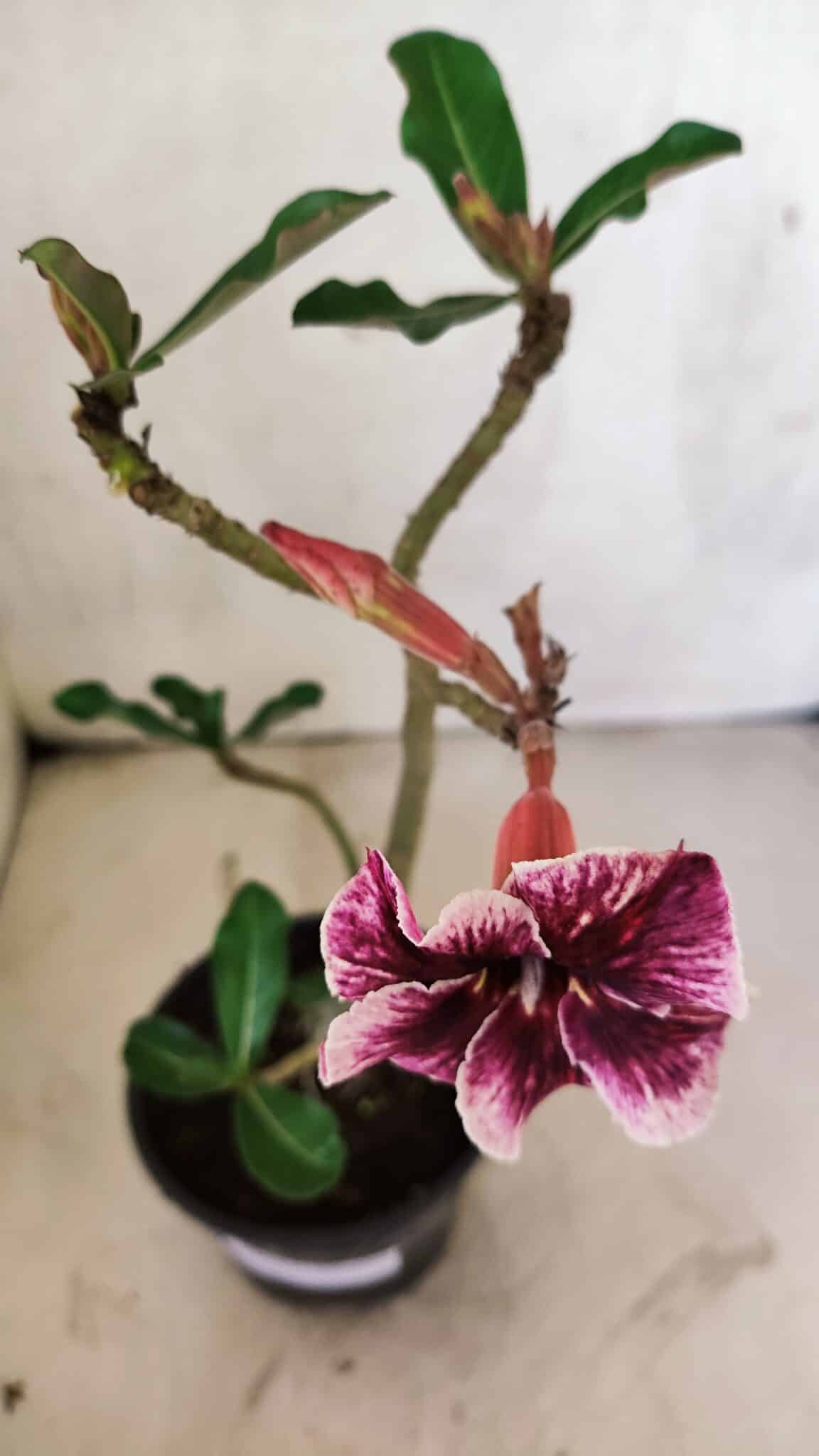 Planta Simples 3409 – 30cm – 02 anos - imagem 4