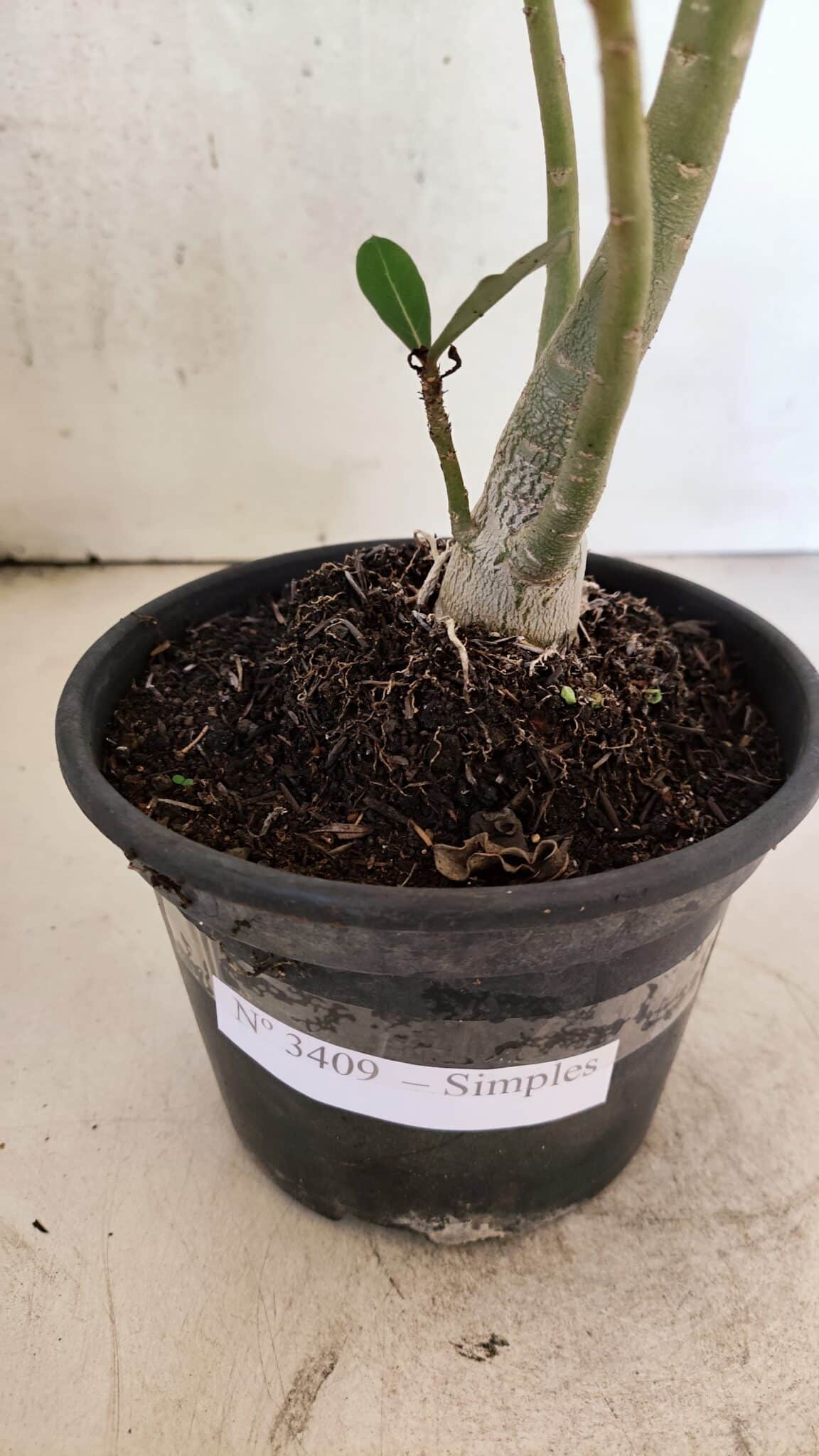 Planta Simples 3409 – 30cm – 02 anos - imagem 6