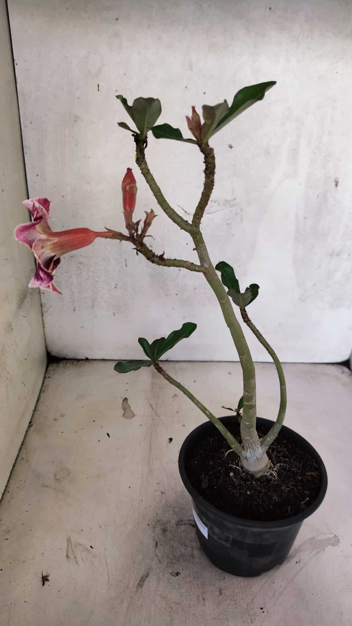 Planta Simples 3409 – 30cm – 02 anos - imagem 5