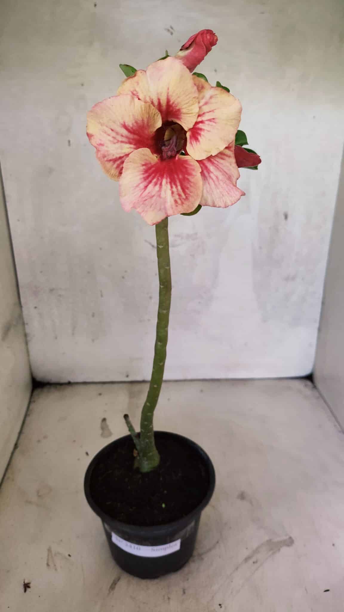 Planta Simples 3410 – 30cm – 02 anos - foto 2