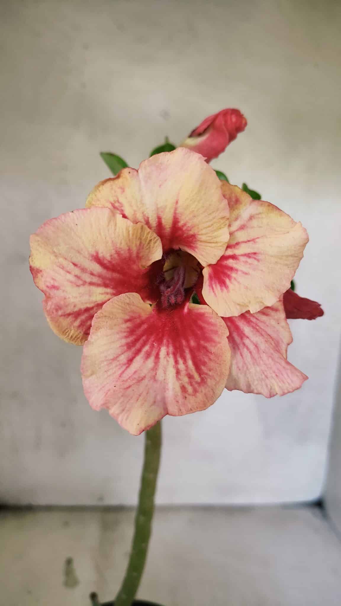 Planta Simples 3410 – 30cm – 02 anos - foto 3