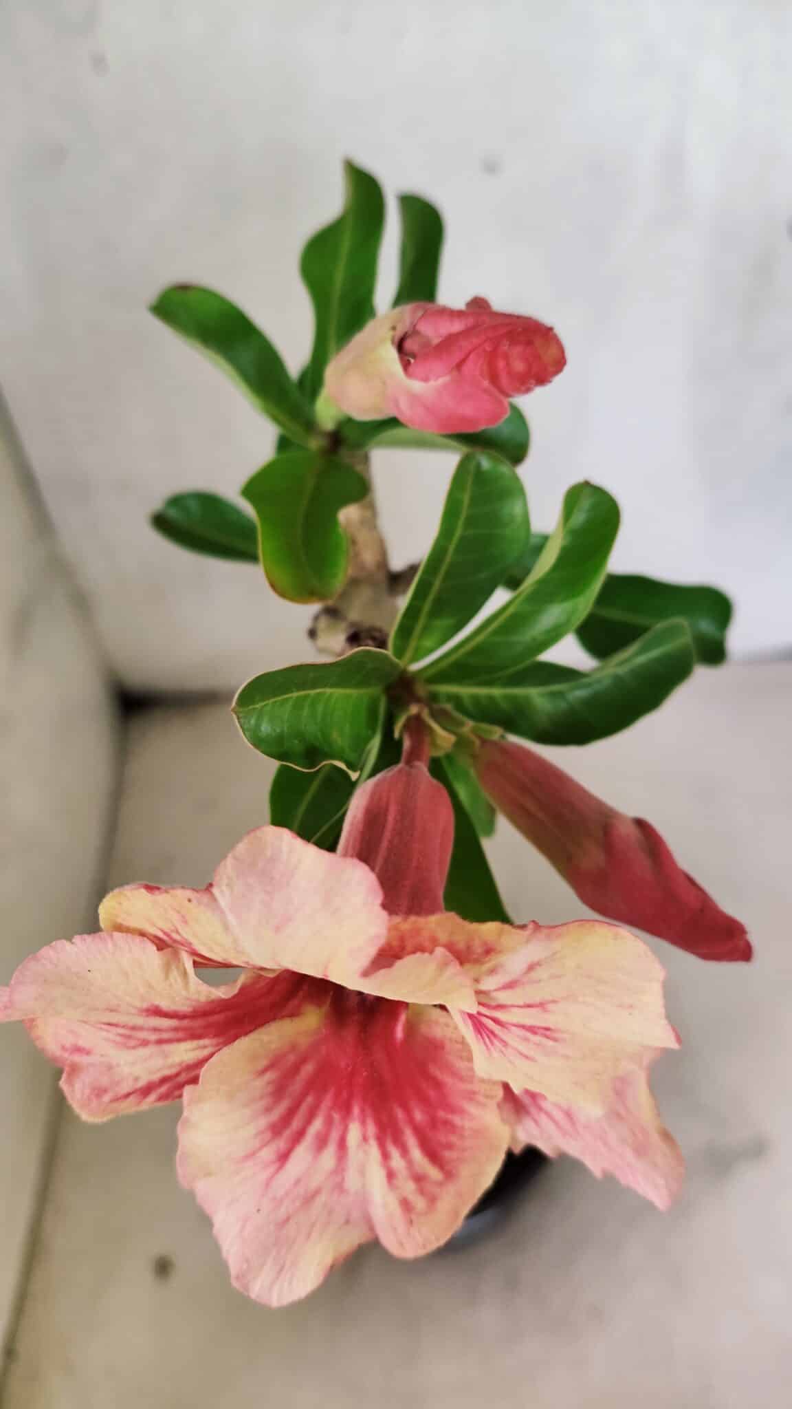 Planta Simples 3410 – 30cm – 02 anos - foto 4