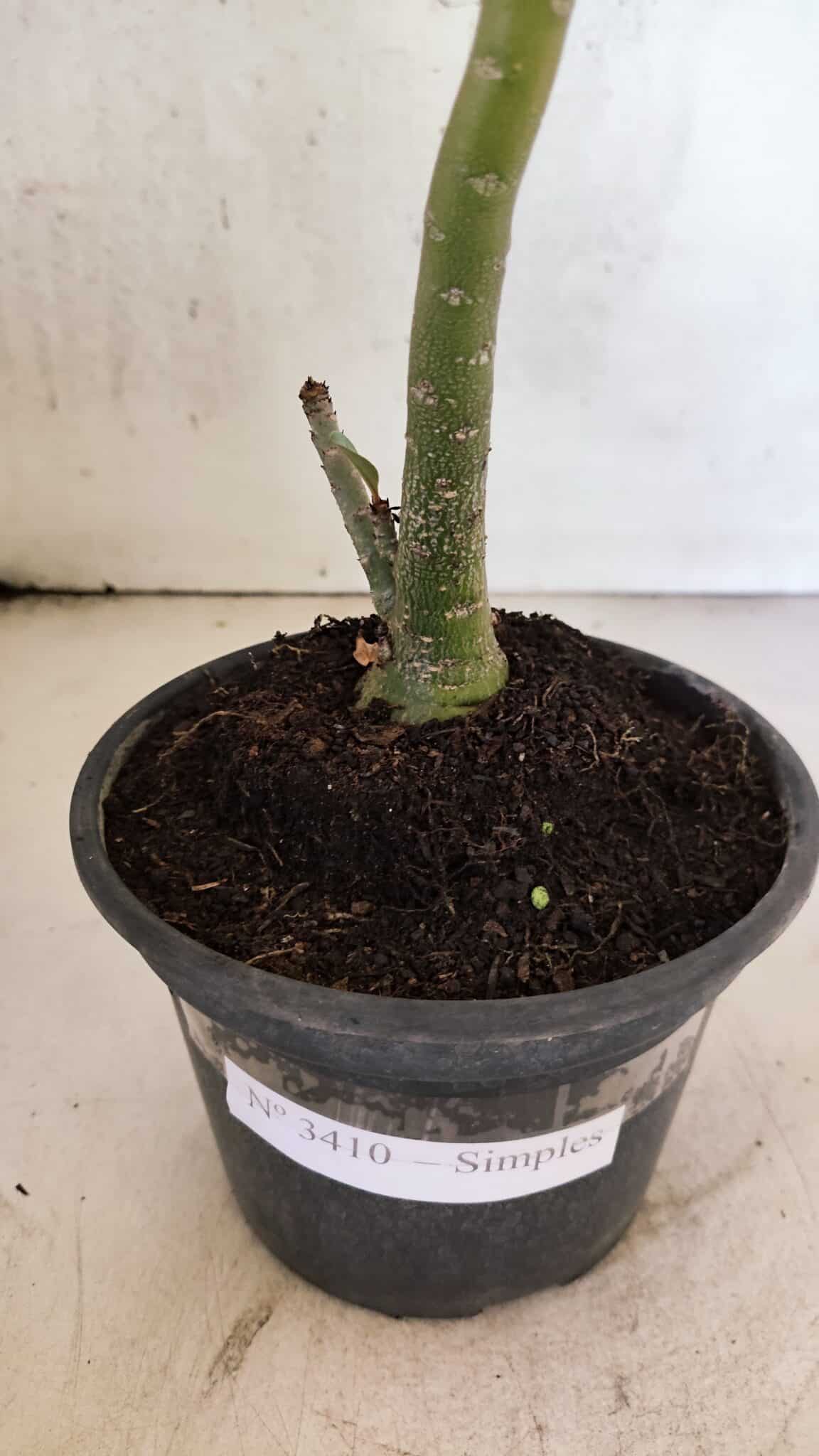 Planta Simples 3410 – 30cm – 02 anos - foto 6