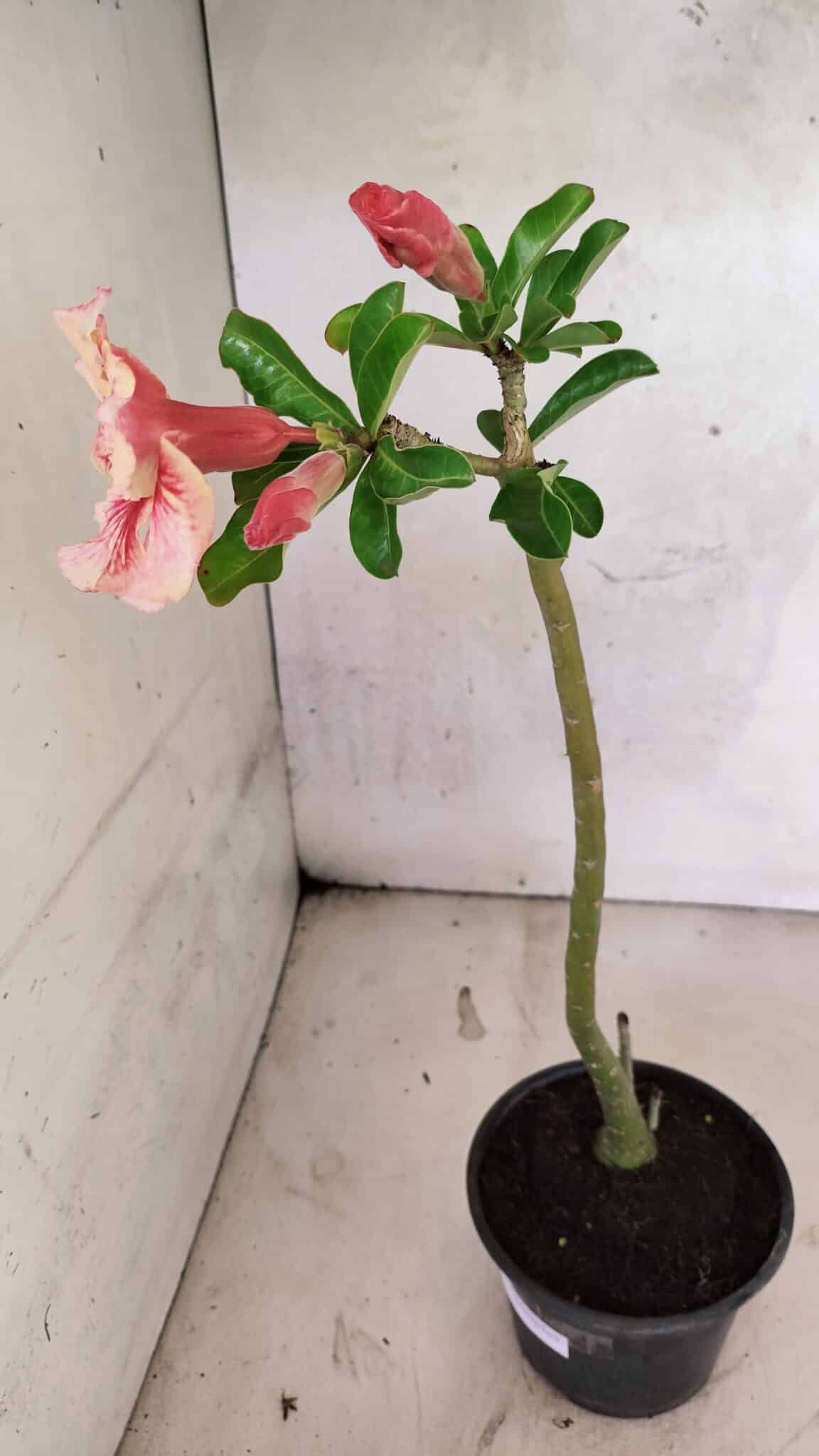 Planta Simples 3410 – 30cm – 02 anos - foto 5