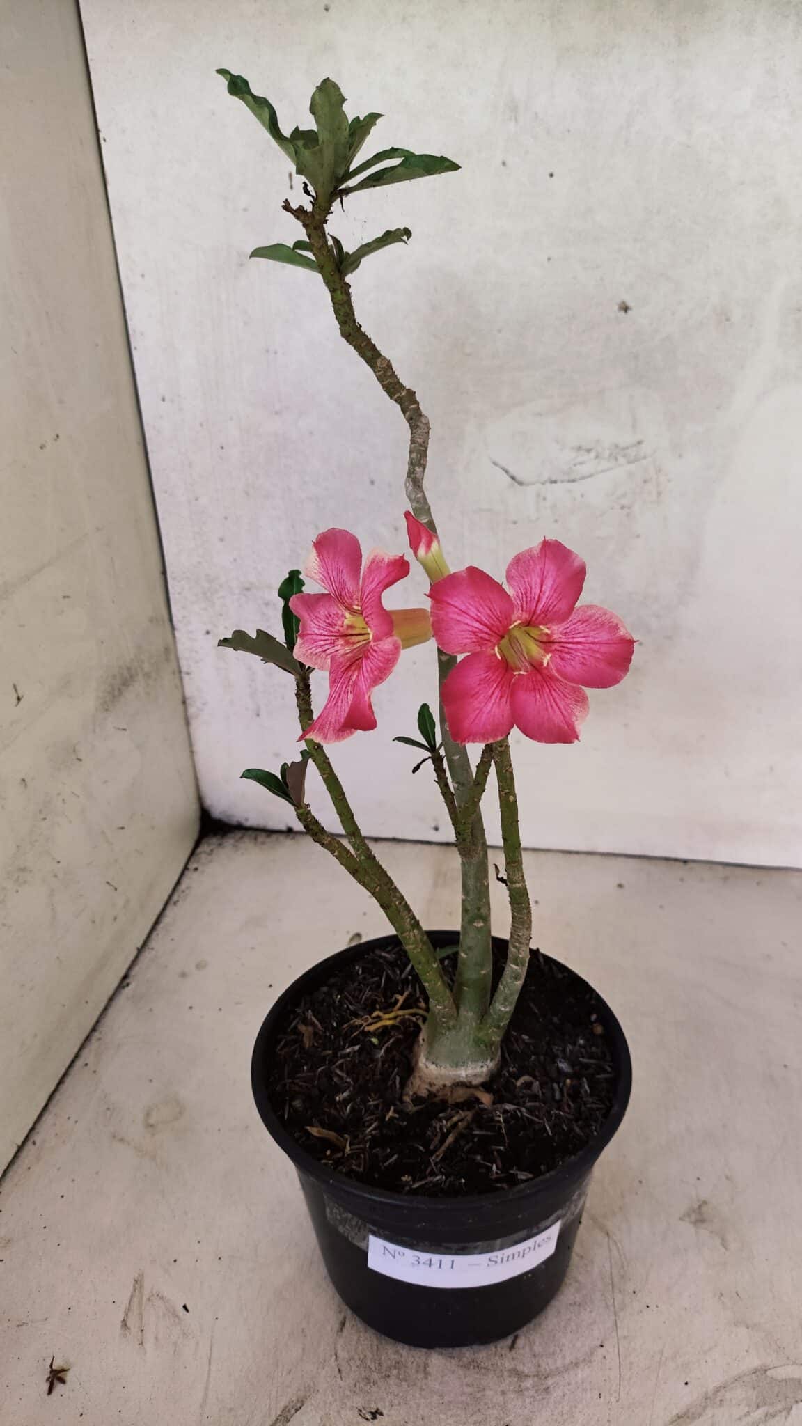 Planta Simples 3411 – 30cm – 02 anos - foto 2