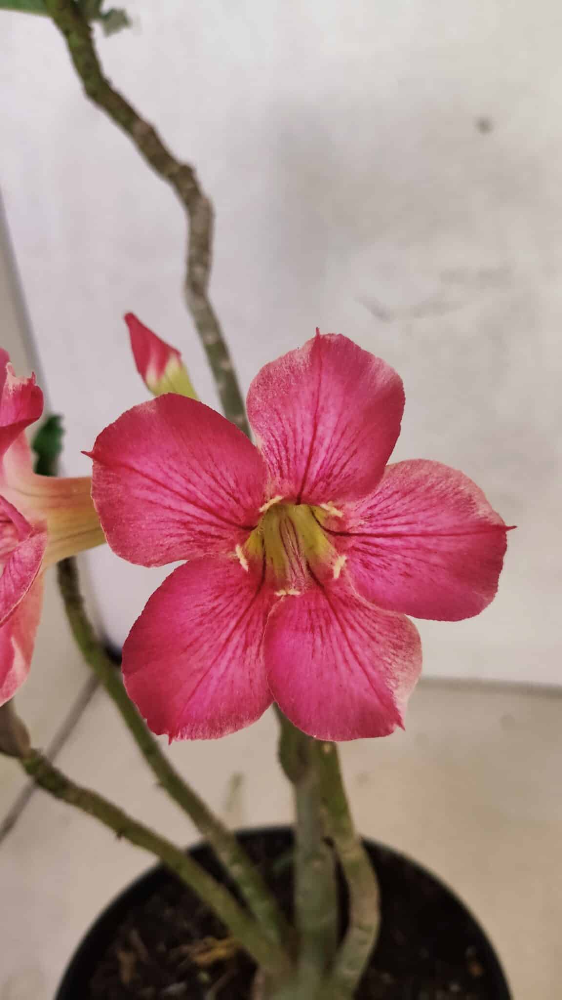 Planta Simples 3411 – 30cm – 02 anos - foto 8