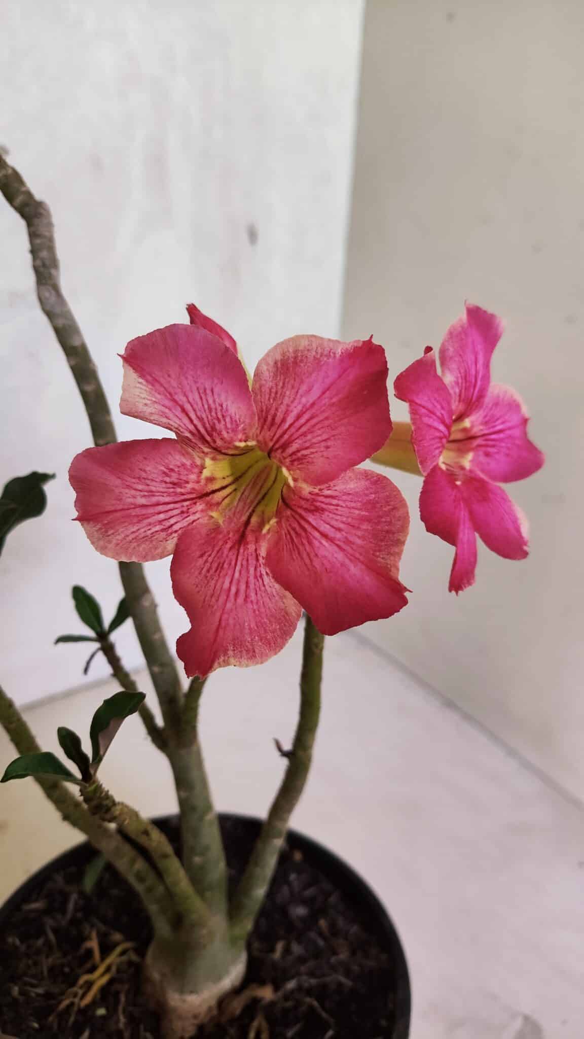 Planta Simples 3411 – 30cm – 02 anos - foto 4