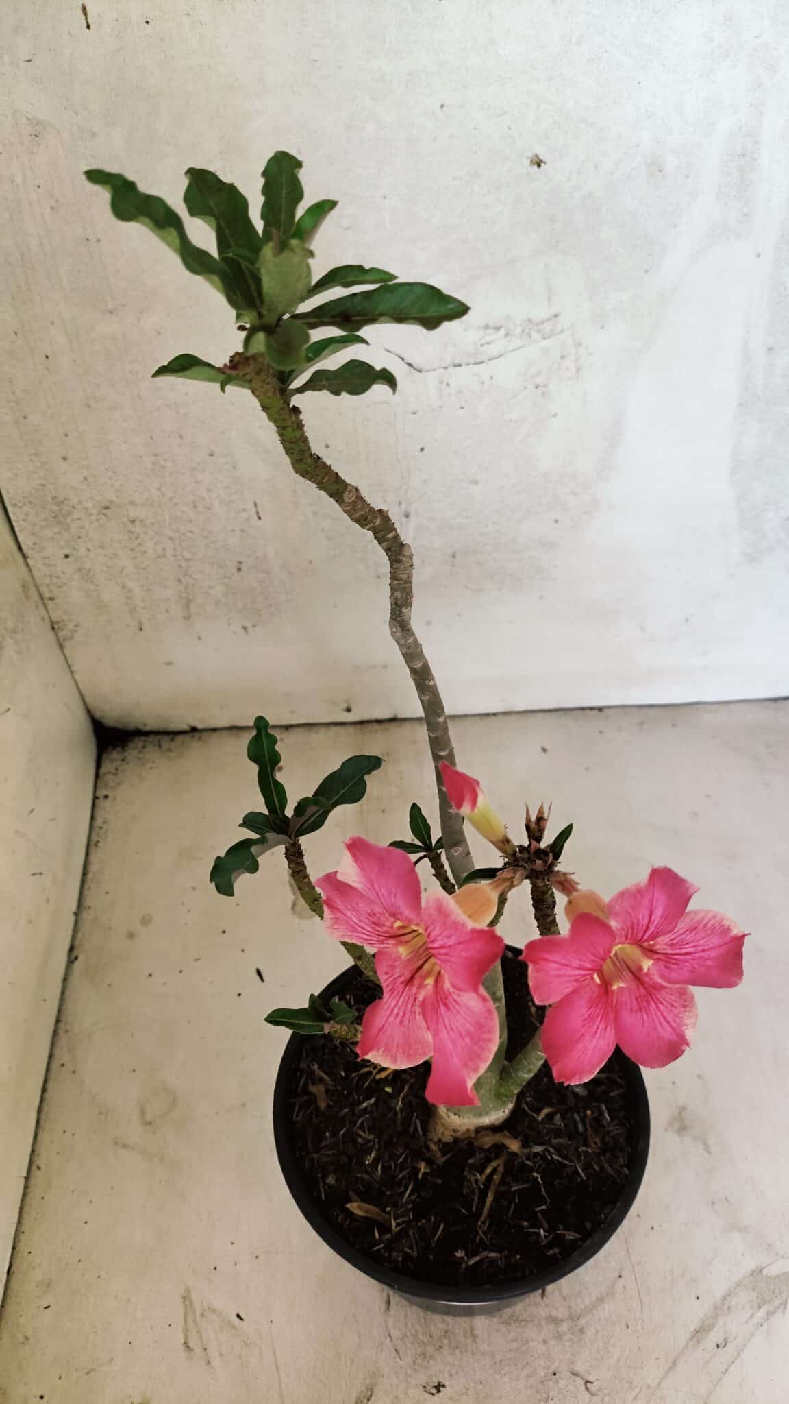 Planta Simples 3411 – 30cm – 02 anos - foto 5