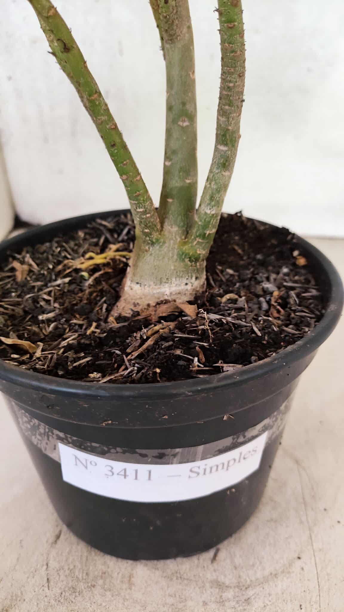 Planta Simples 3411 – 30cm – 02 anos - foto 7