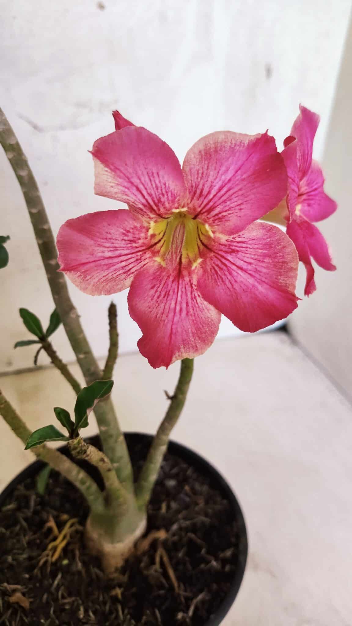Planta Simples 3411 – 30cm – 02 anos - foto 3