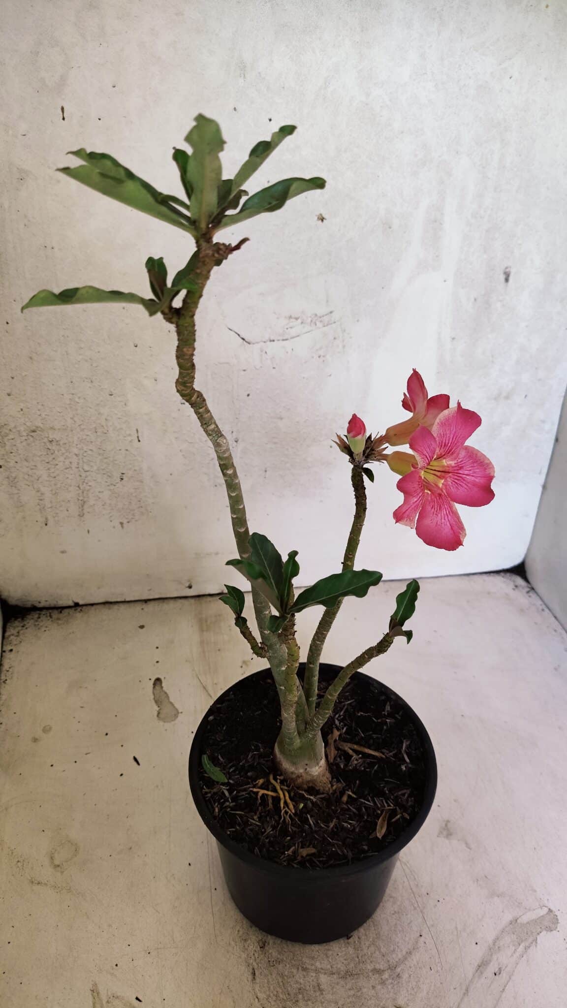 Planta Simples 3411 – 30cm – 02 anos - foto 6