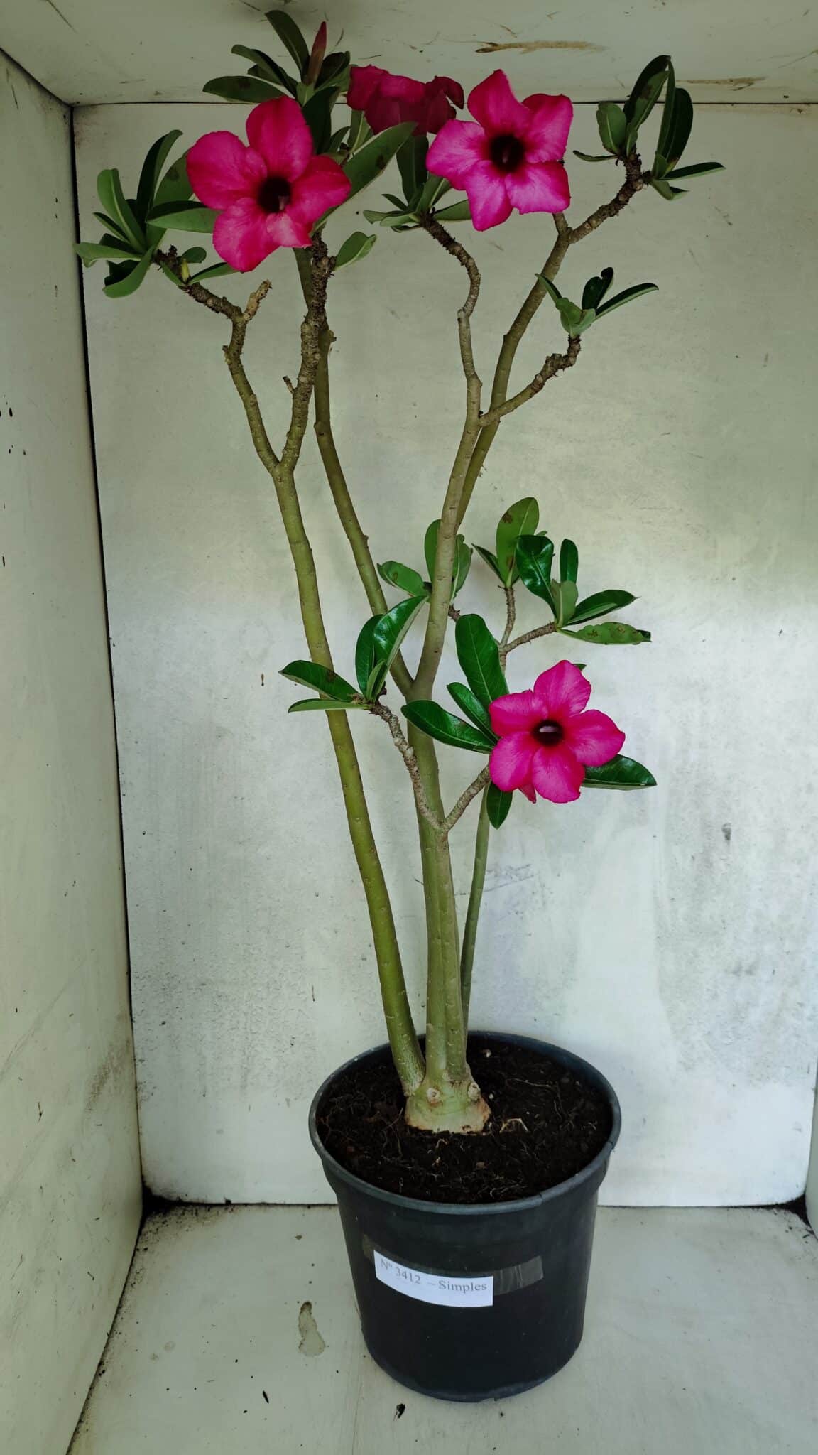 Planta Simples 3412 – 60cm – 05 anos - foto 2