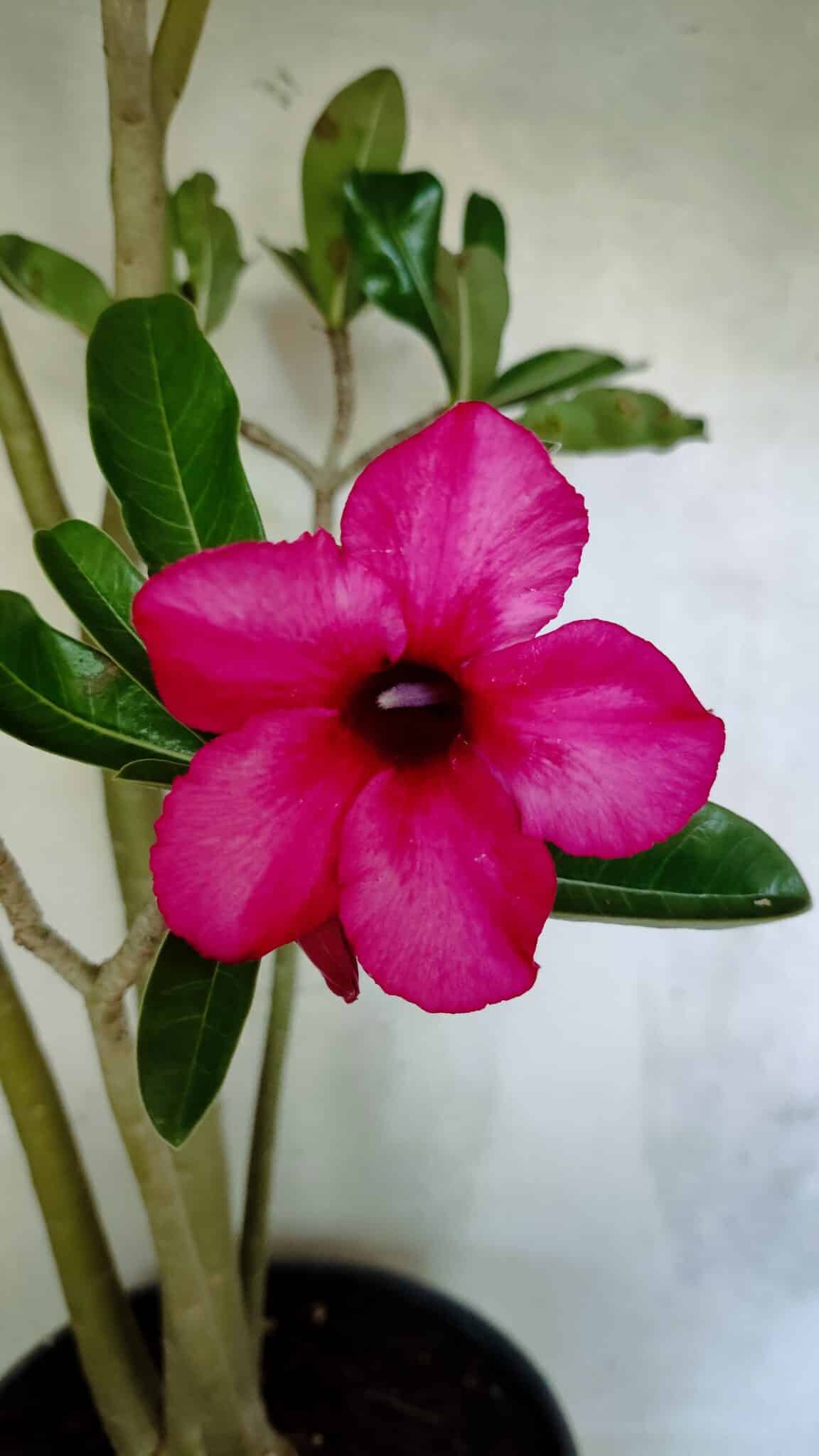 Planta Simples 3412 – 60cm – 05 anos - foto 3