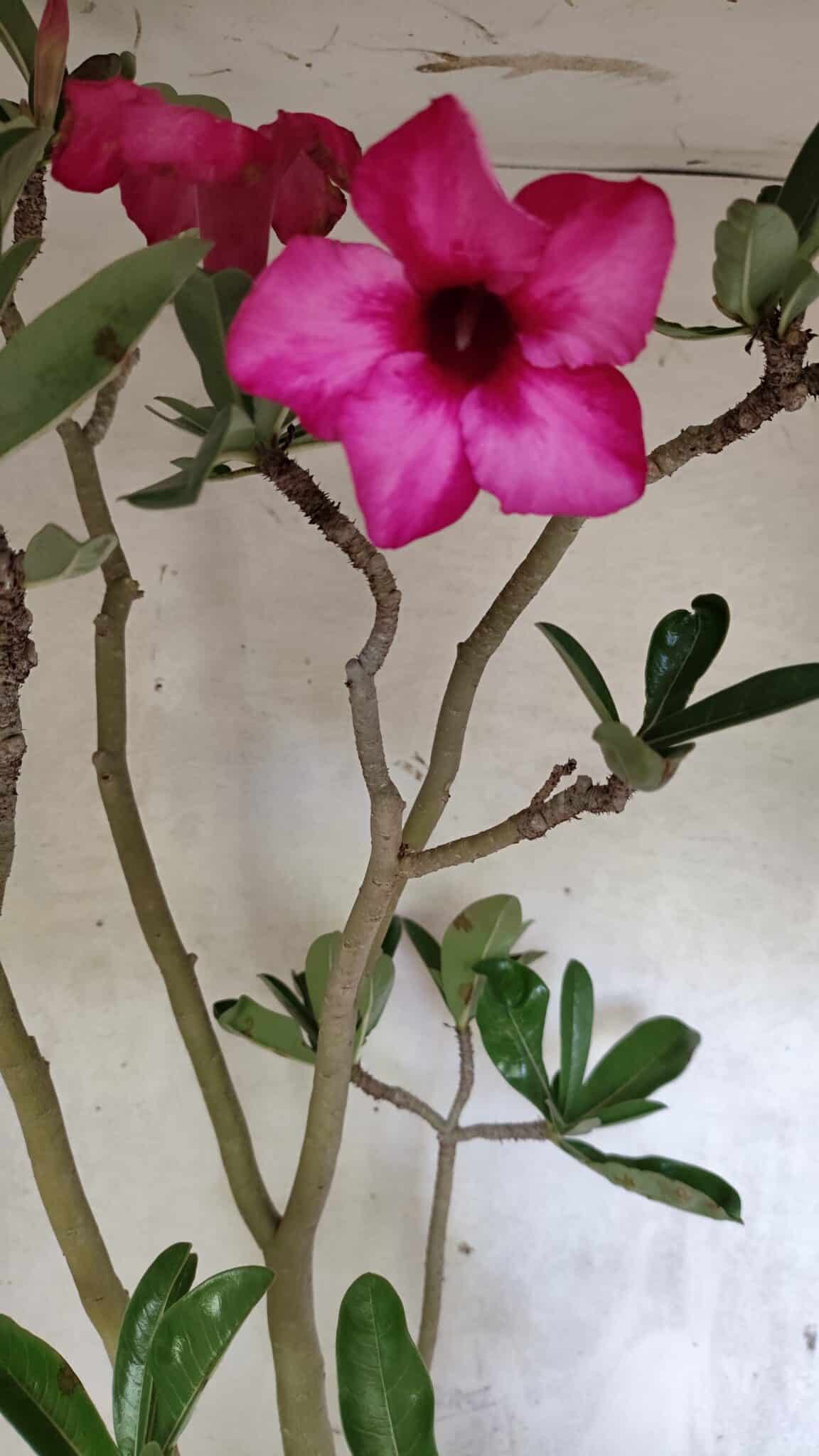 Planta Simples 3412 – 60cm – 05 anos - foto 4