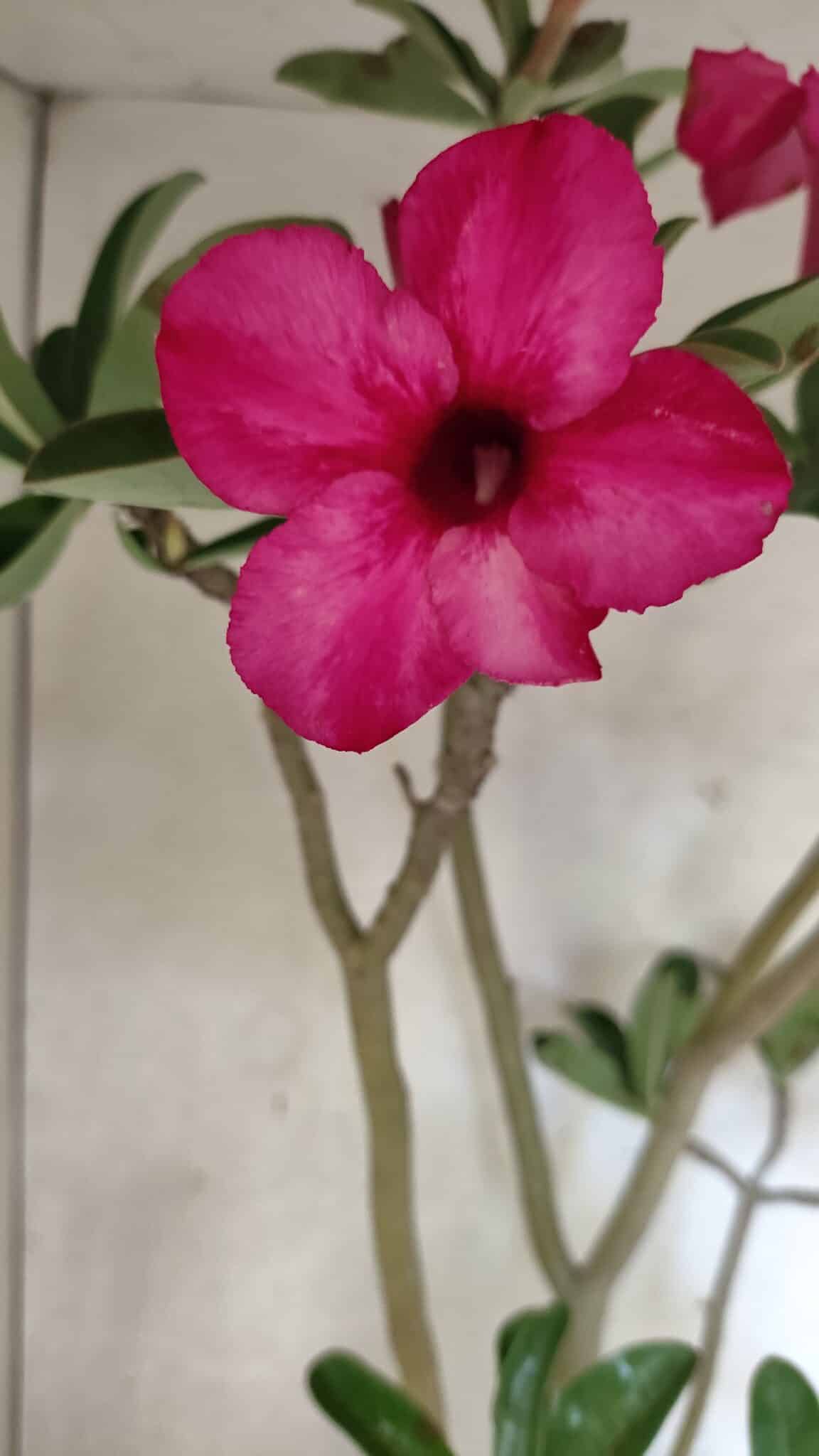 Planta Simples 3412 – 60cm – 05 anos - foto 6