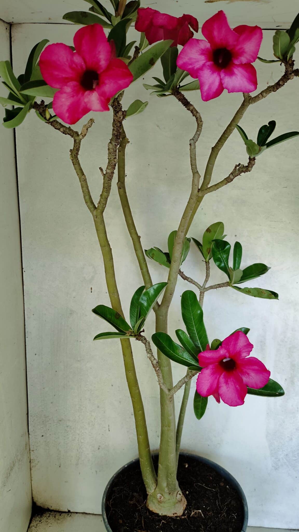 Planta Simples 3412 – 60cm – 05 anos - foto 7