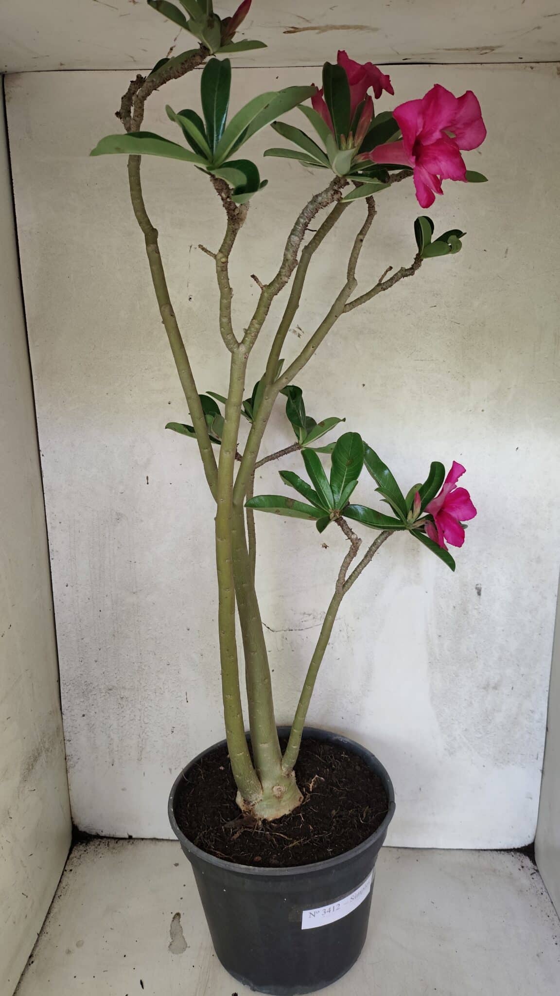 Planta Simples 3412 – 60cm – 05 anos - foto 9