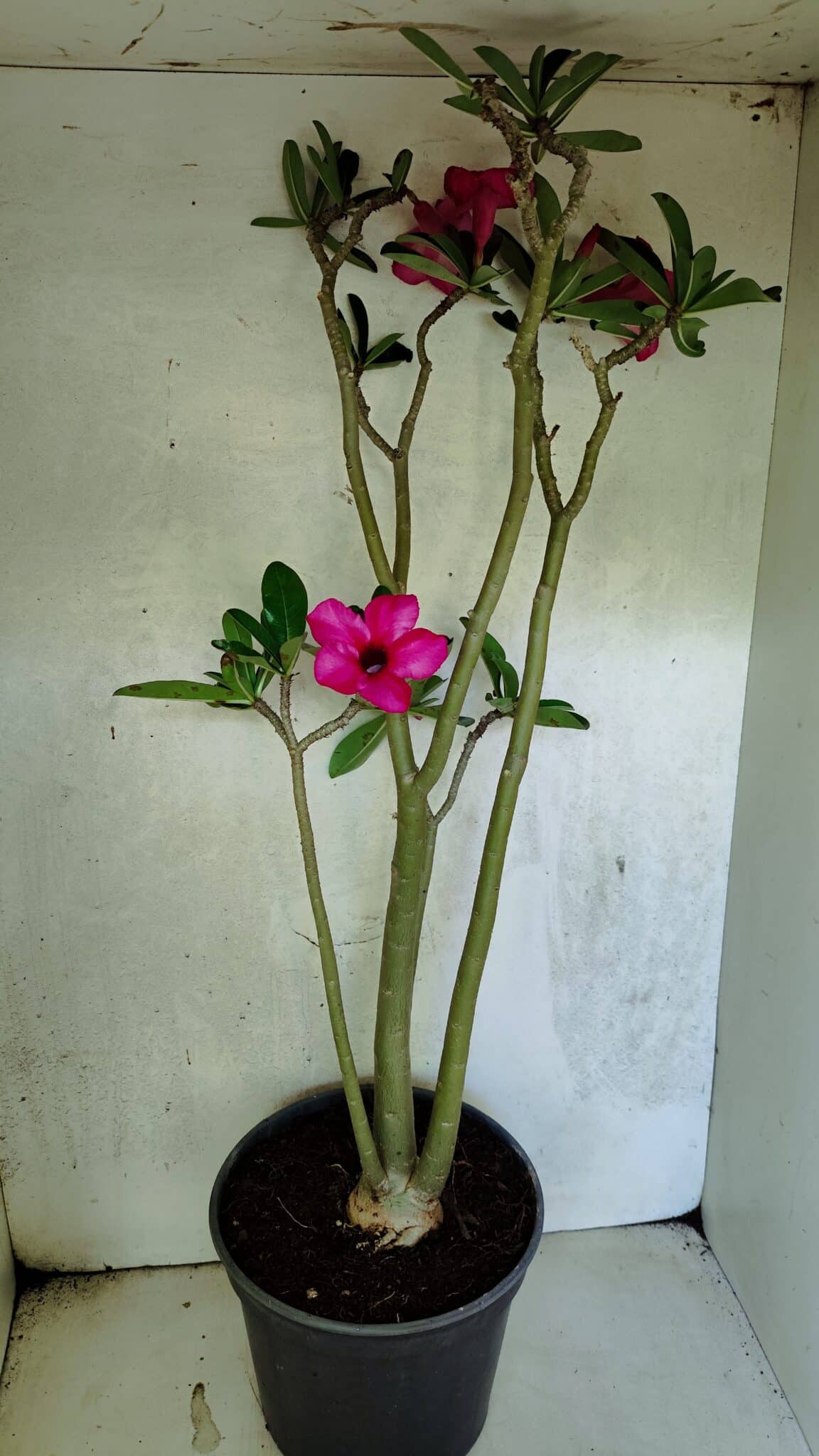 Planta Simples 3412 – 60cm – 05 anos - foto 8