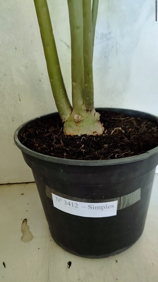 Planta Simples 3412 – 60cm – 05 anos - foto 5