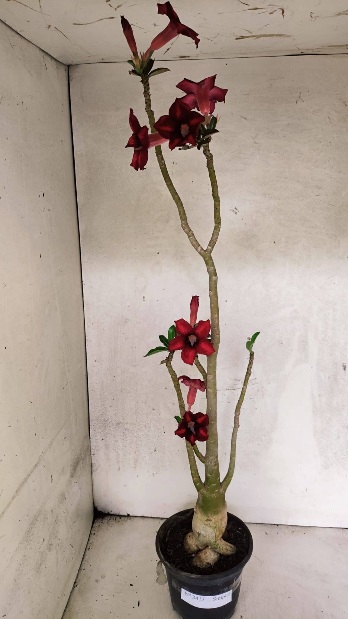 Planta Simples 3413 – 40cm – 03 anos - foto 2