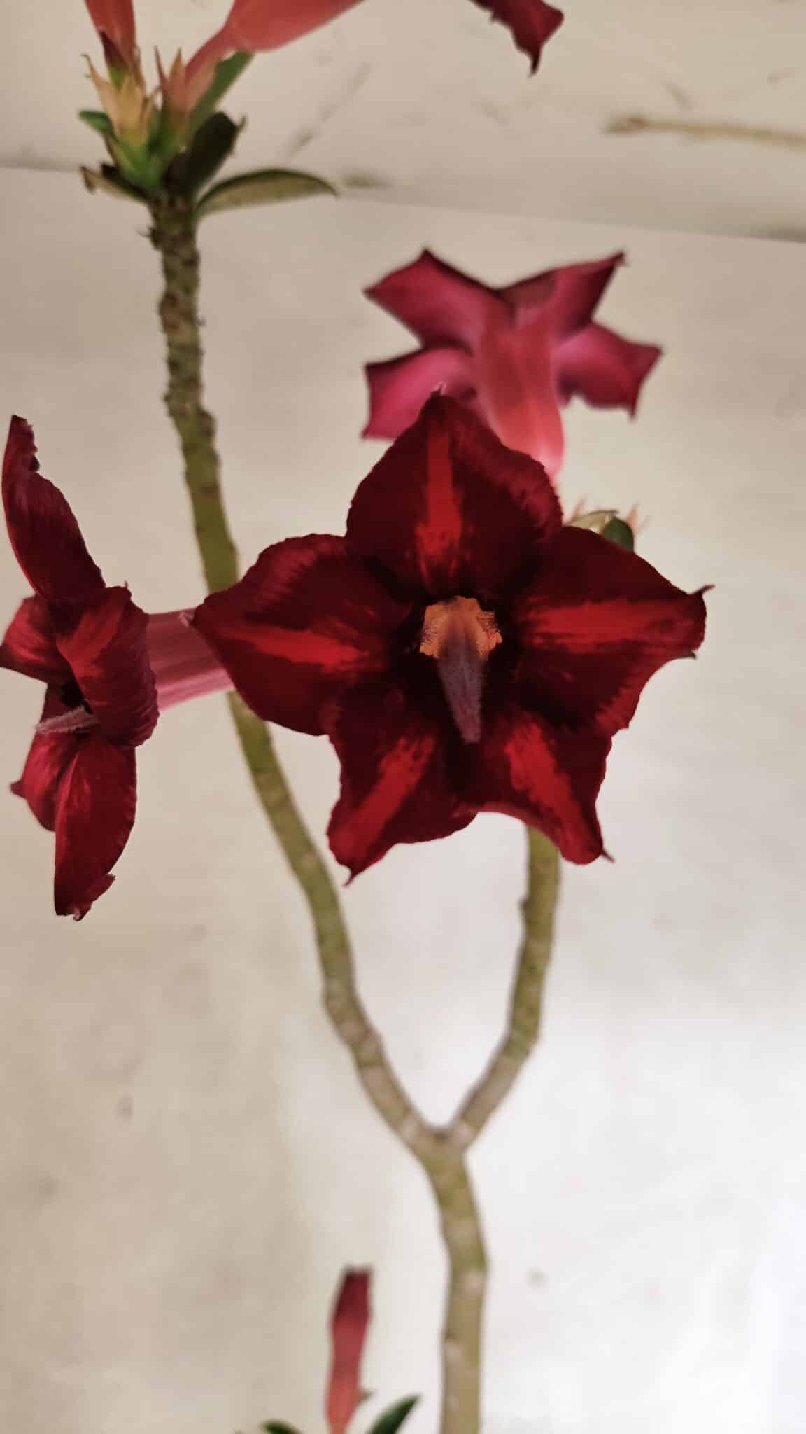 Planta Simples 3413 – 40cm – 03 anos - foto 4