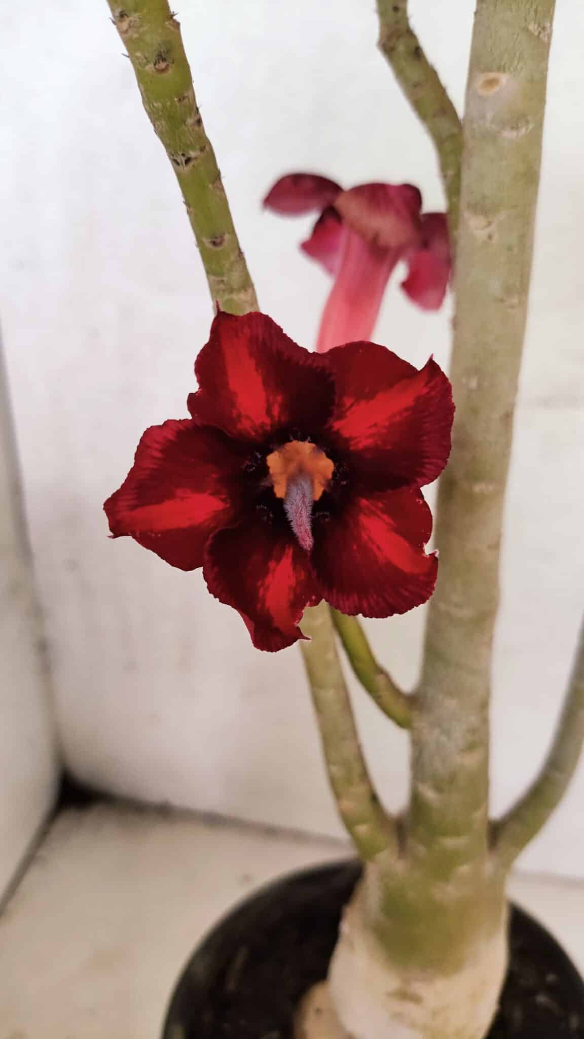 Planta Simples 3413 – 40cm – 03 anos - foto 3