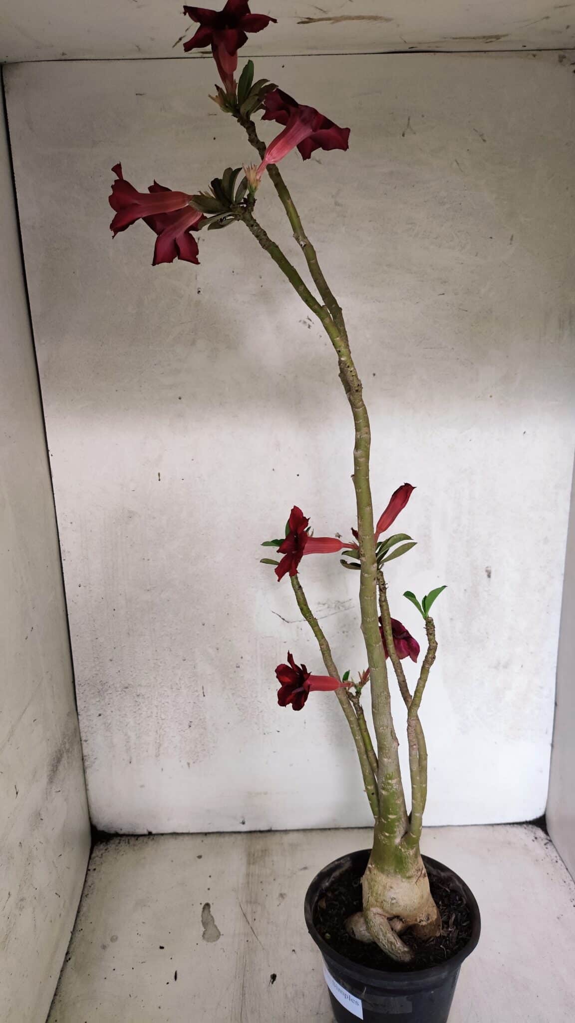 Planta Simples 3413 – 40cm – 03 anos - foto 6