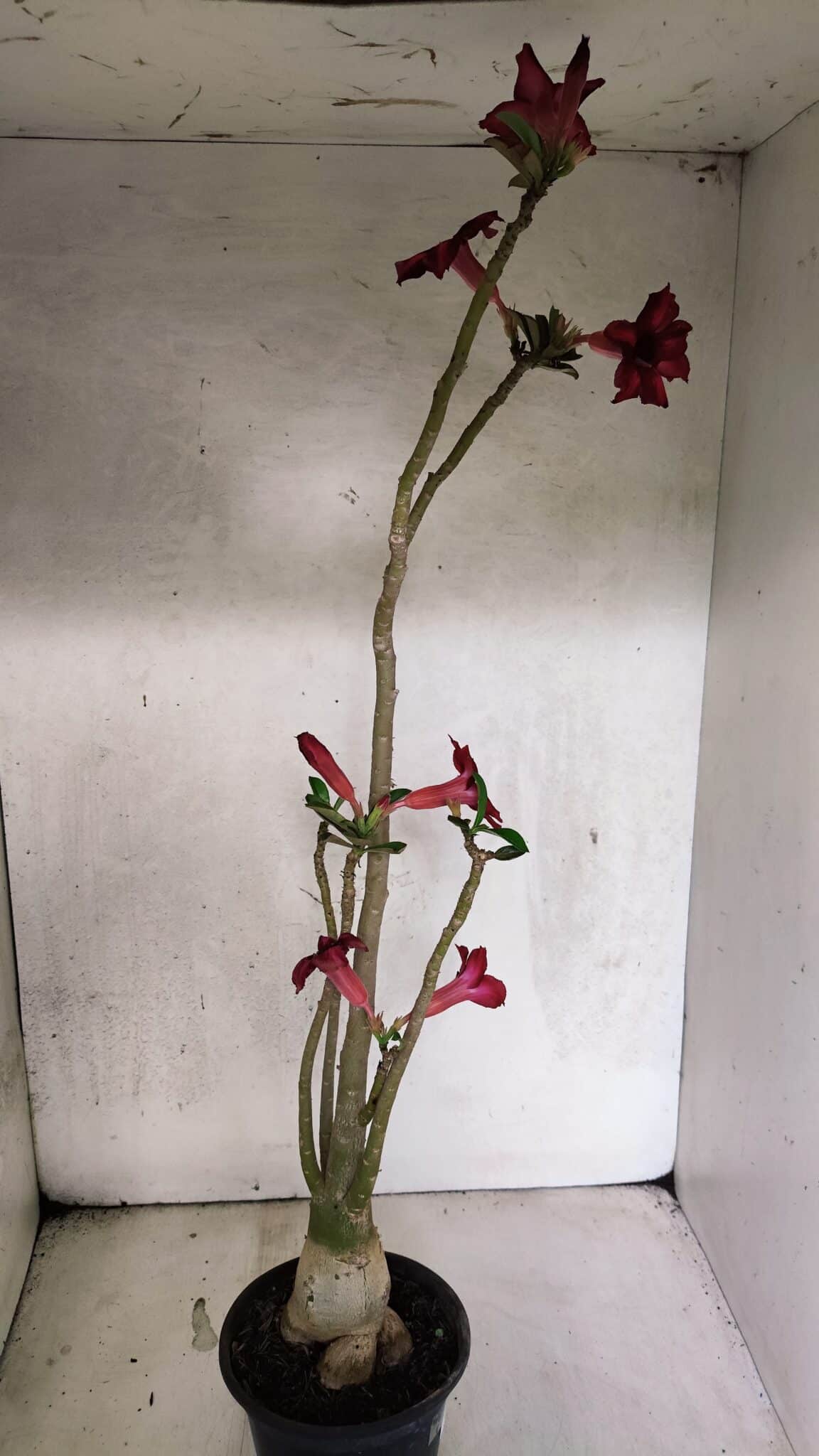 Planta Simples 3413 – 40cm – 03 anos - foto 5