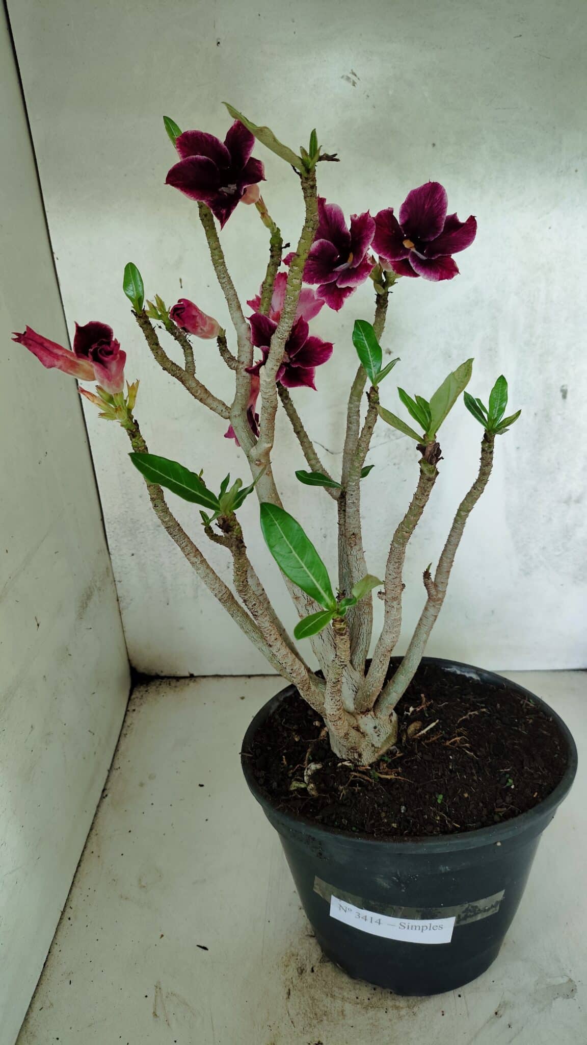Planta Simples 3414 – 40cm – 04 anos - foto 2