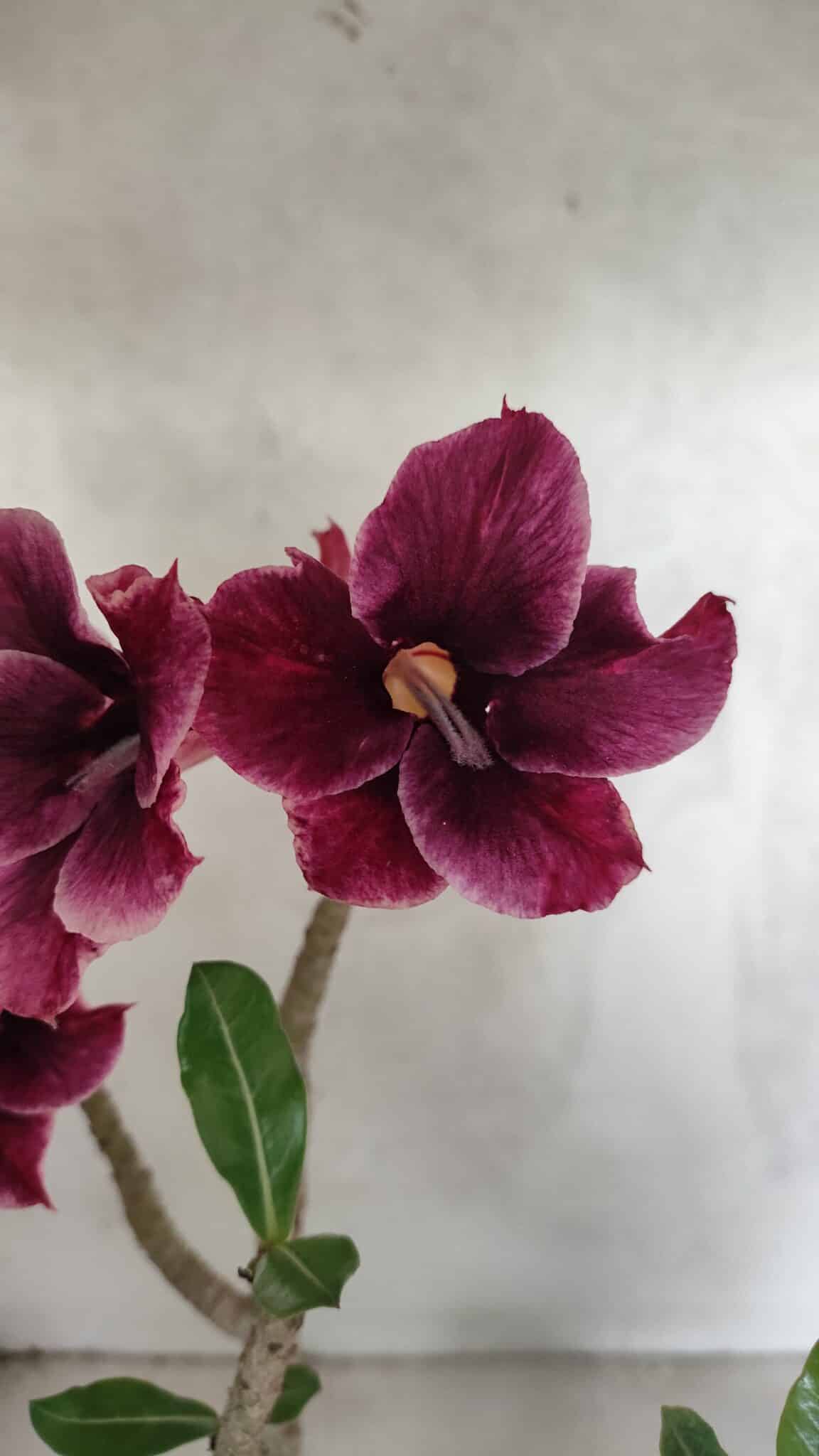 Planta Simples 3414 – 40cm – 04 anos - foto 4