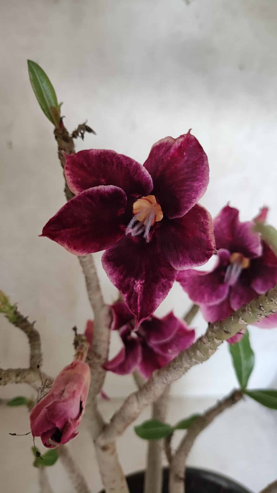 Planta Simples 3414 – 40cm – 04 anos - foto 3