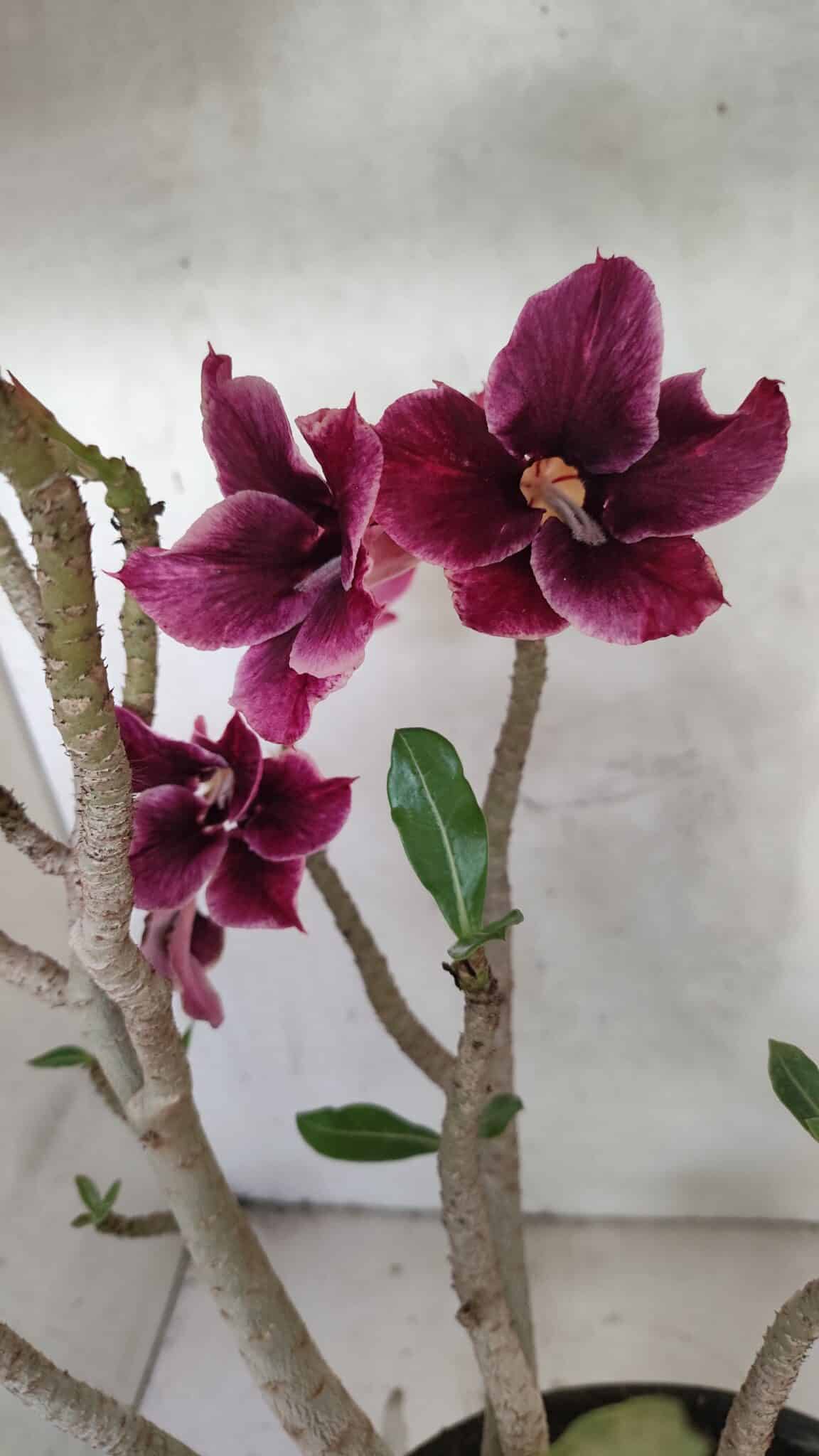 Planta Simples 3414 – 40cm – 04 anos - foto 5