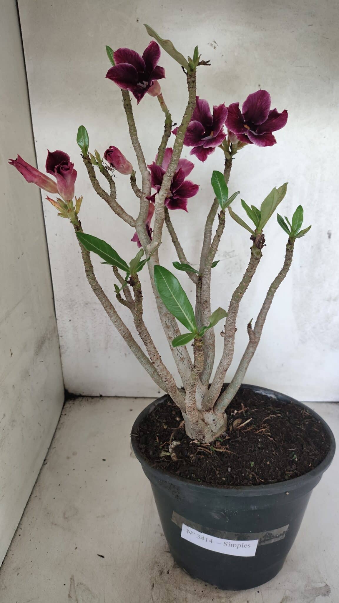 Planta Simples 3414 – 40cm – 04 anos - foto 10