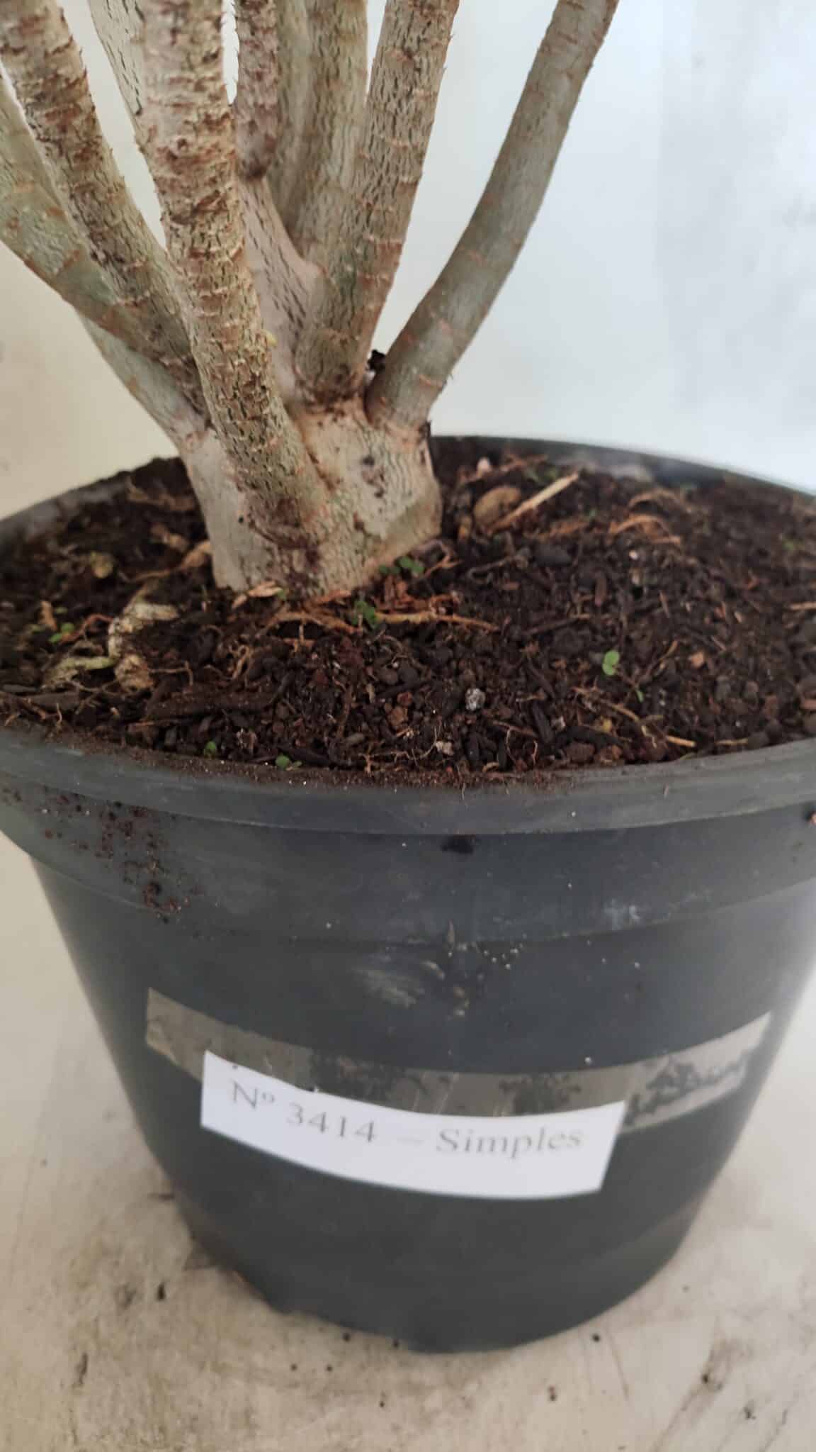 Planta Simples 3414 – 40cm – 04 anos - foto 9