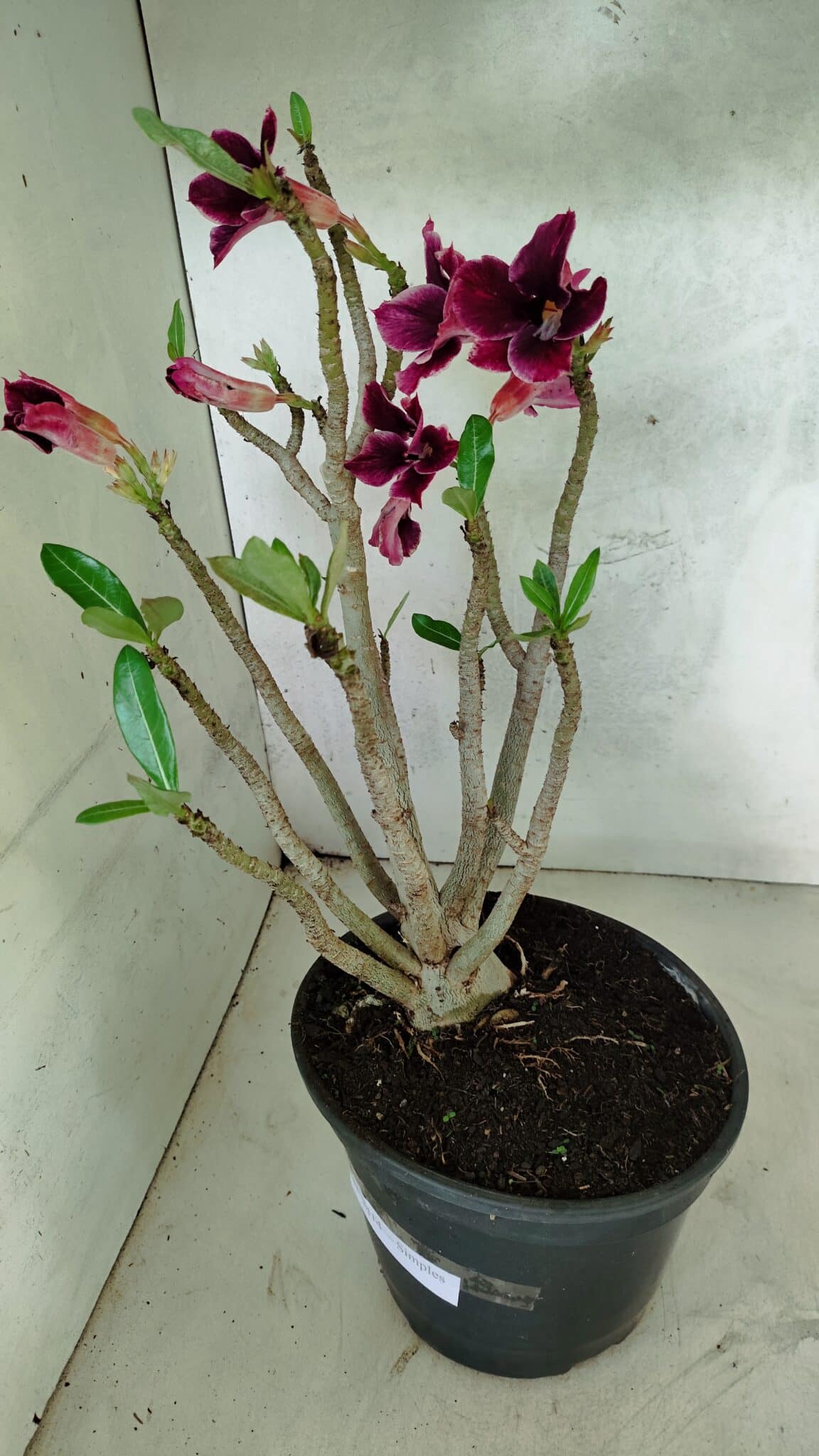 Planta Simples 3414 – 40cm – 04 anos - foto 8