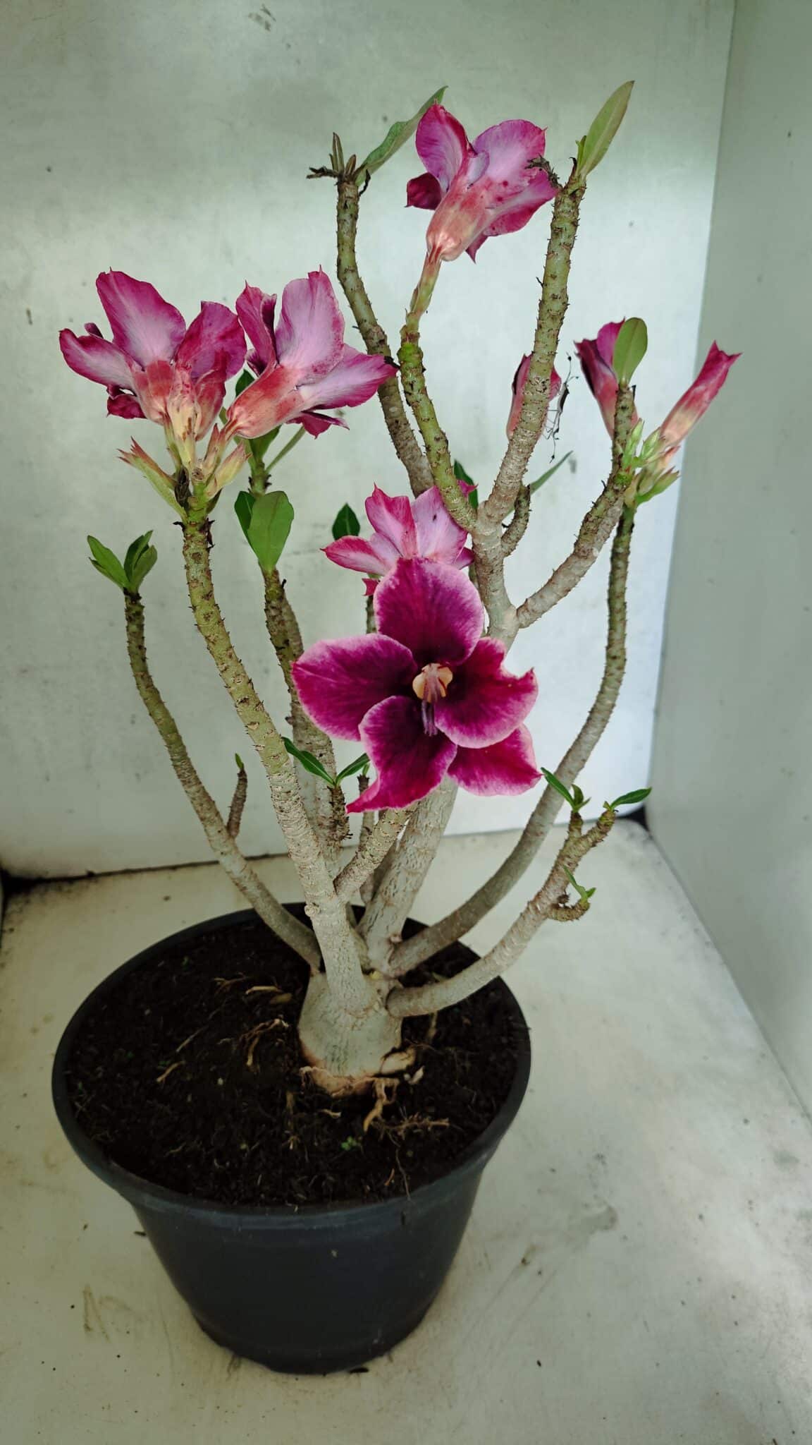 Planta Simples 3414 – 40cm – 04 anos - foto 7