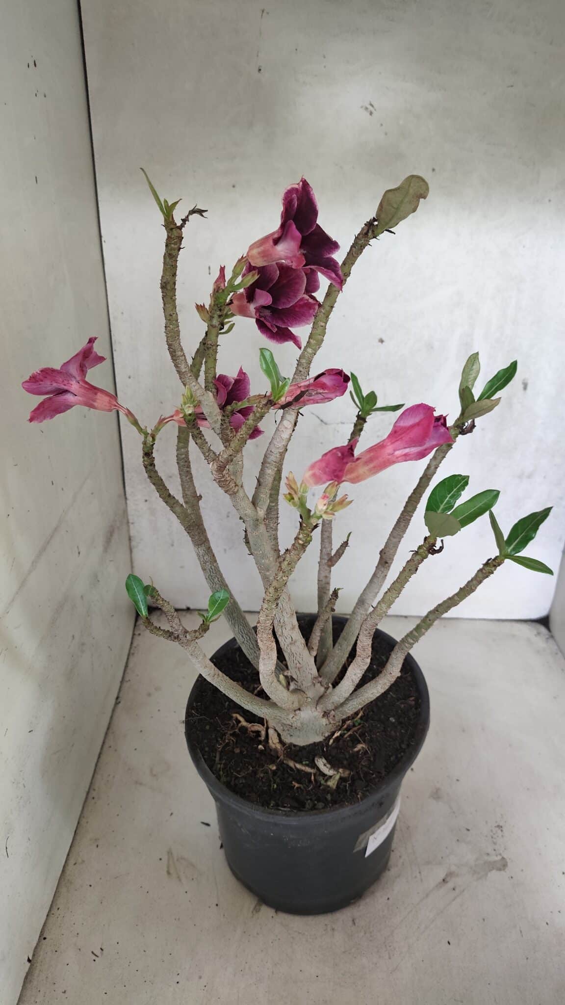 Planta Simples 3414 – 40cm – 04 anos - foto 6